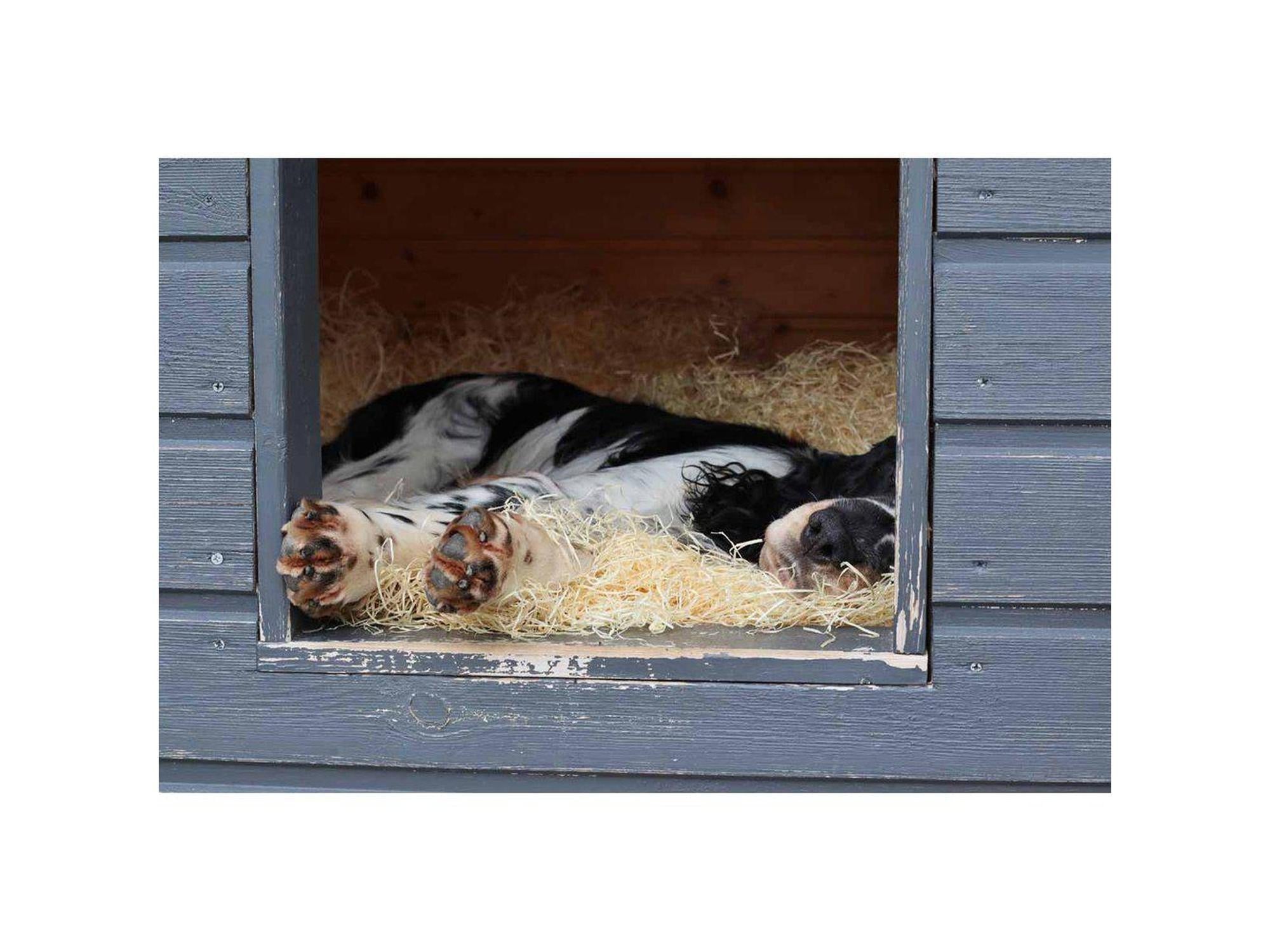 Svart og hvit hund sover komfortabelt på lyst, isolerende Ruti-Rex trefiberstrø i et grått hundehus.