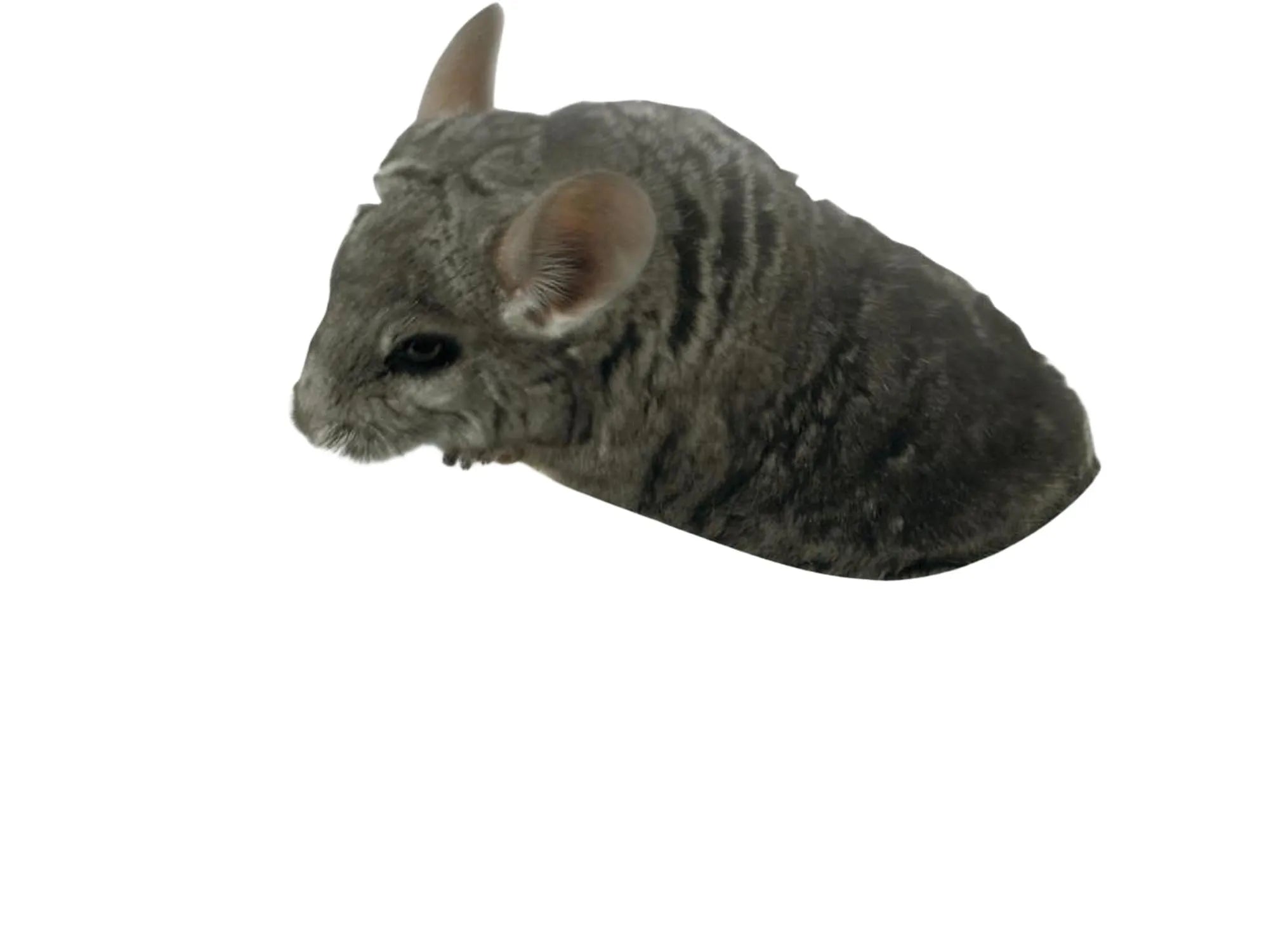 Grå chinchilla i et romslig, ovalt Savic sandbad med blå bunn og transparent kuppel.