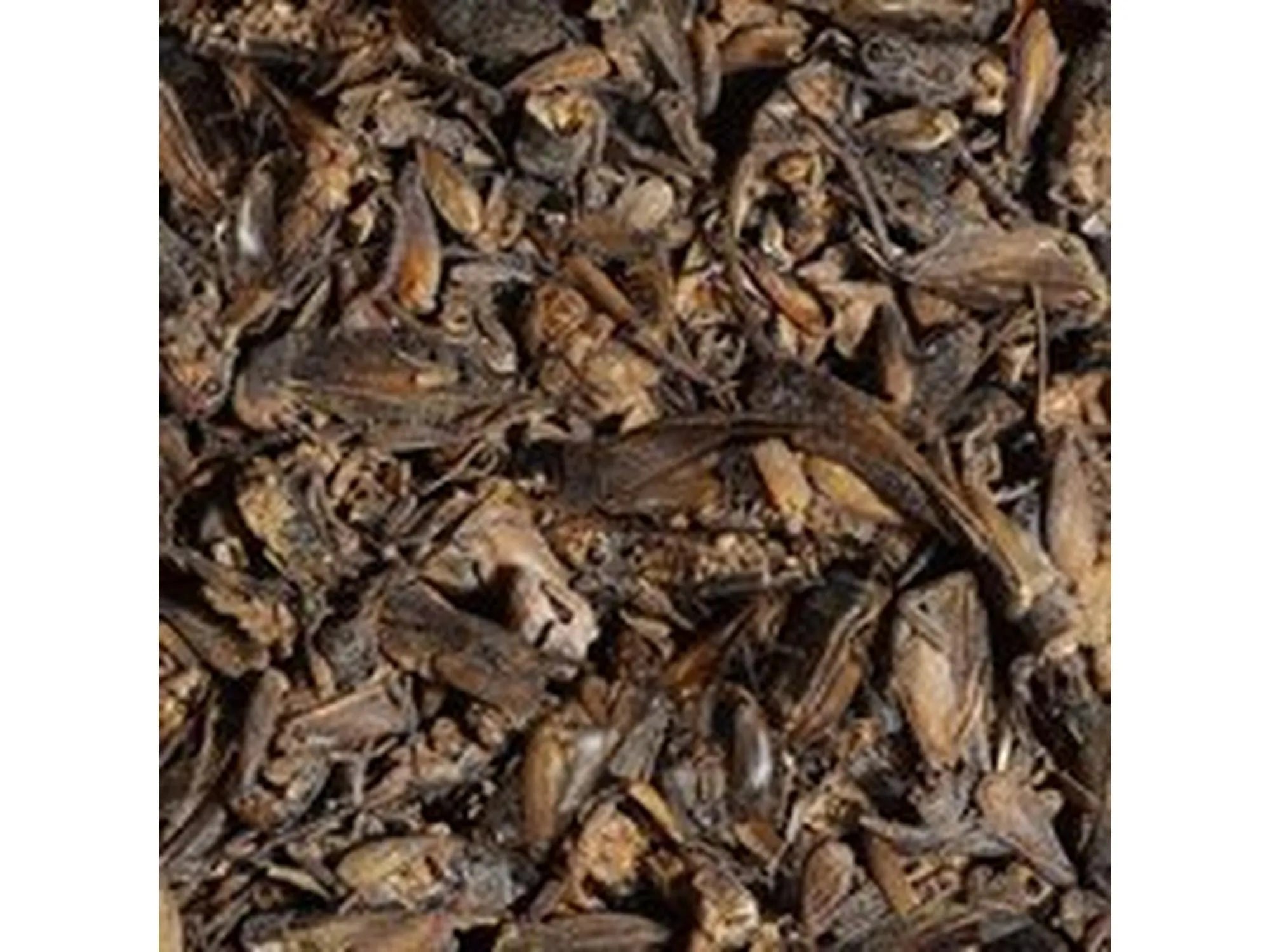 Sera Bearded Dragon Cricket Snack Tørkede Sirisser 10g