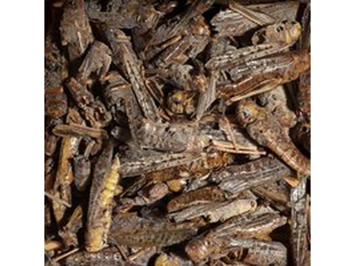 Sera Bearded Dragon Grasshopper Snack Tørkede Gresshopper