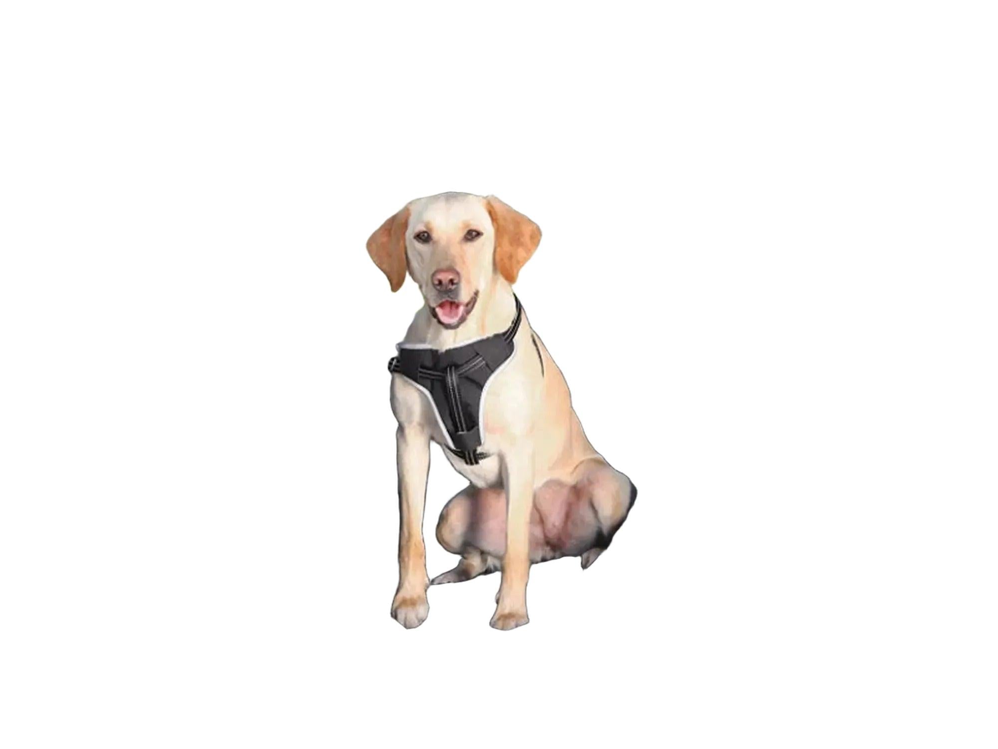 Sort setetrekk for bilens baksete, med en gul labrador som sitter på det.
