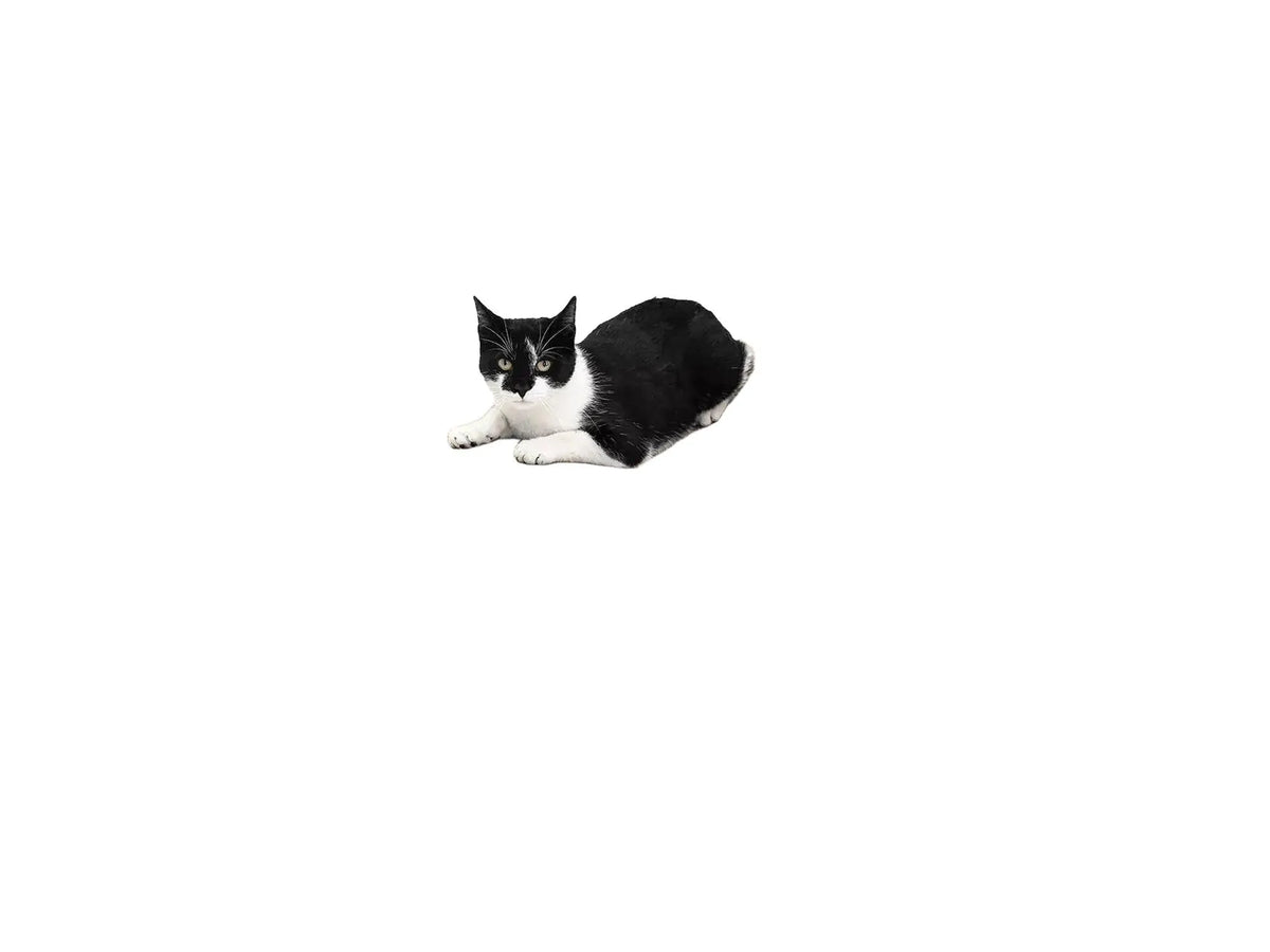 Svart-hvit katt hviler på Simba 75 kloremøbel i bølgepapp med timeglassform.