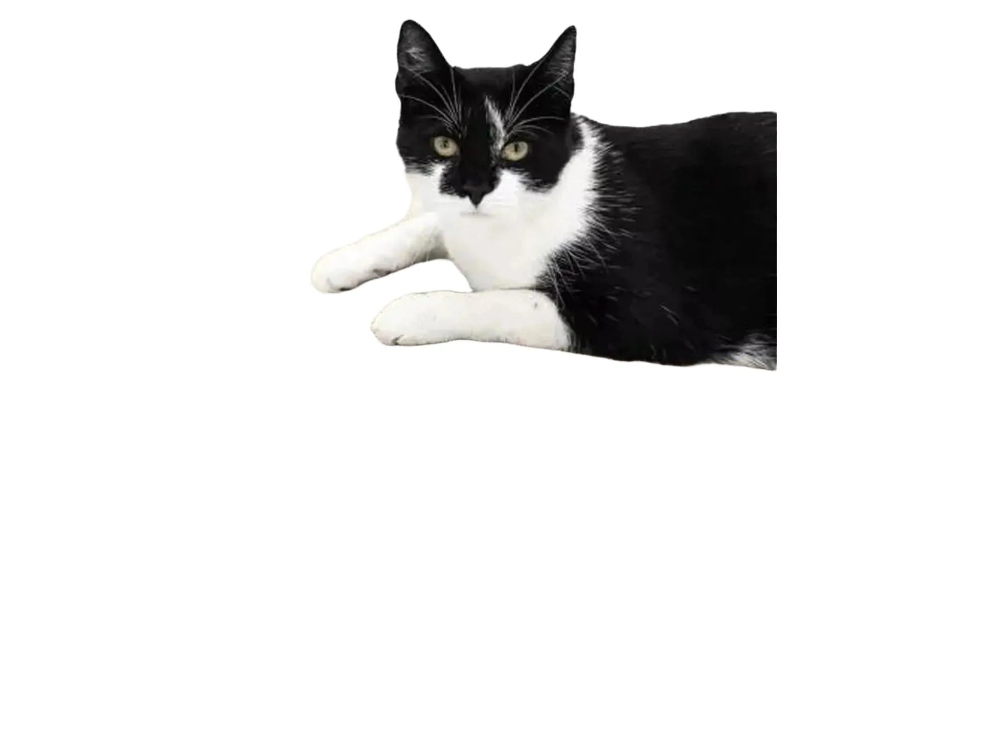 Svart og hvit katt ligger på Simba 75 timeglassformet kloremøbel i resirkulert bølgepapp.