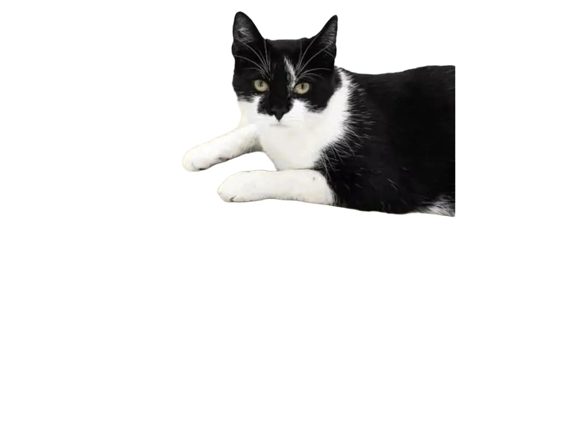 Svart og hvit katt ligger på Simba 75 timeglassformet kloremøbel i resirkulert bølgepapp.