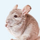 Chinchilla