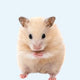 Hamster