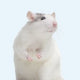Rotte