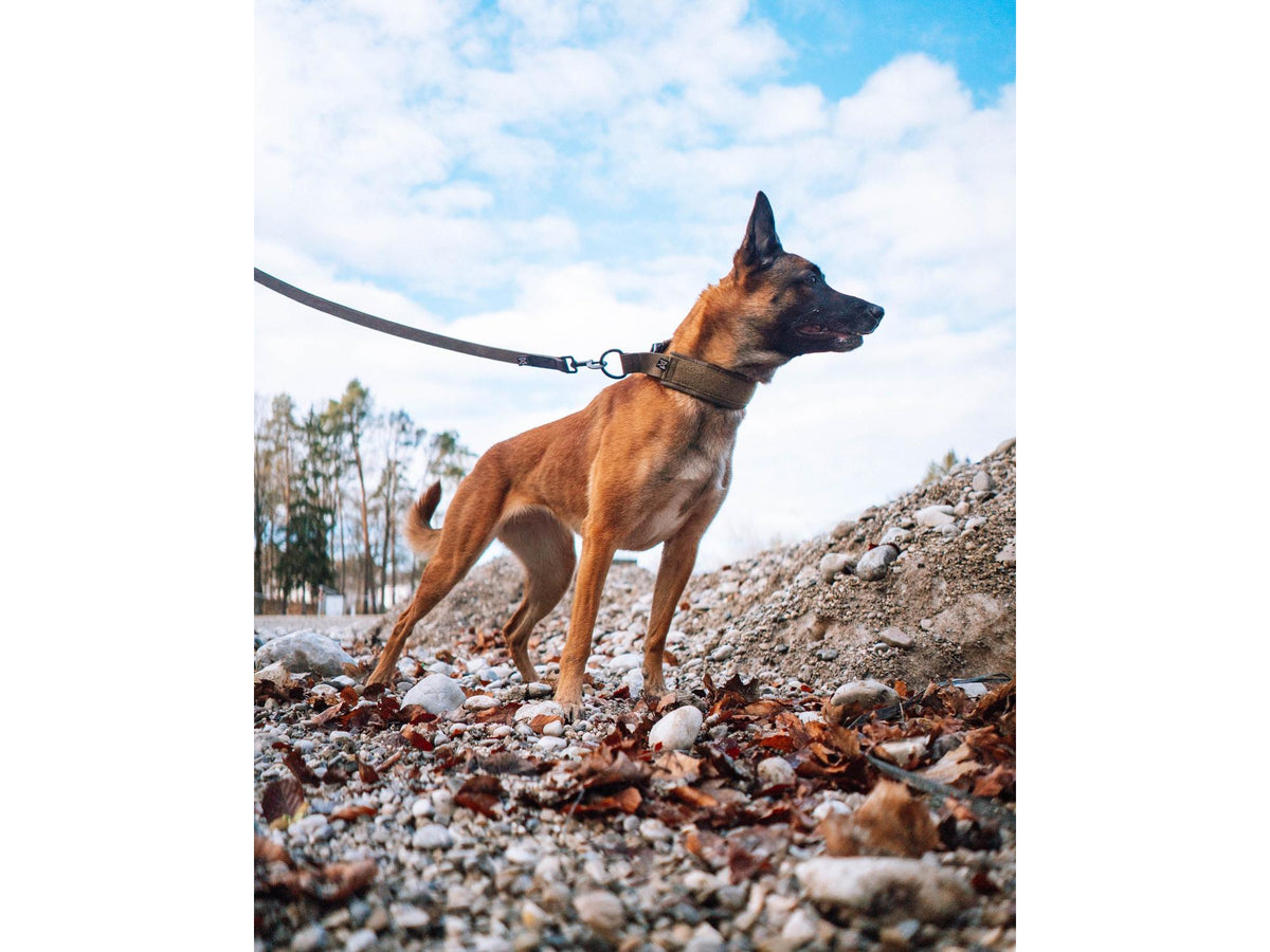 Non-stop dogwear Solid leash WD leiebånd – Oliven