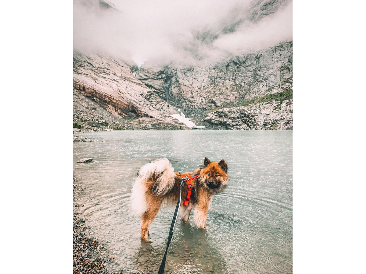 Non-stop dogwear Strong leash leiebånd – Svart