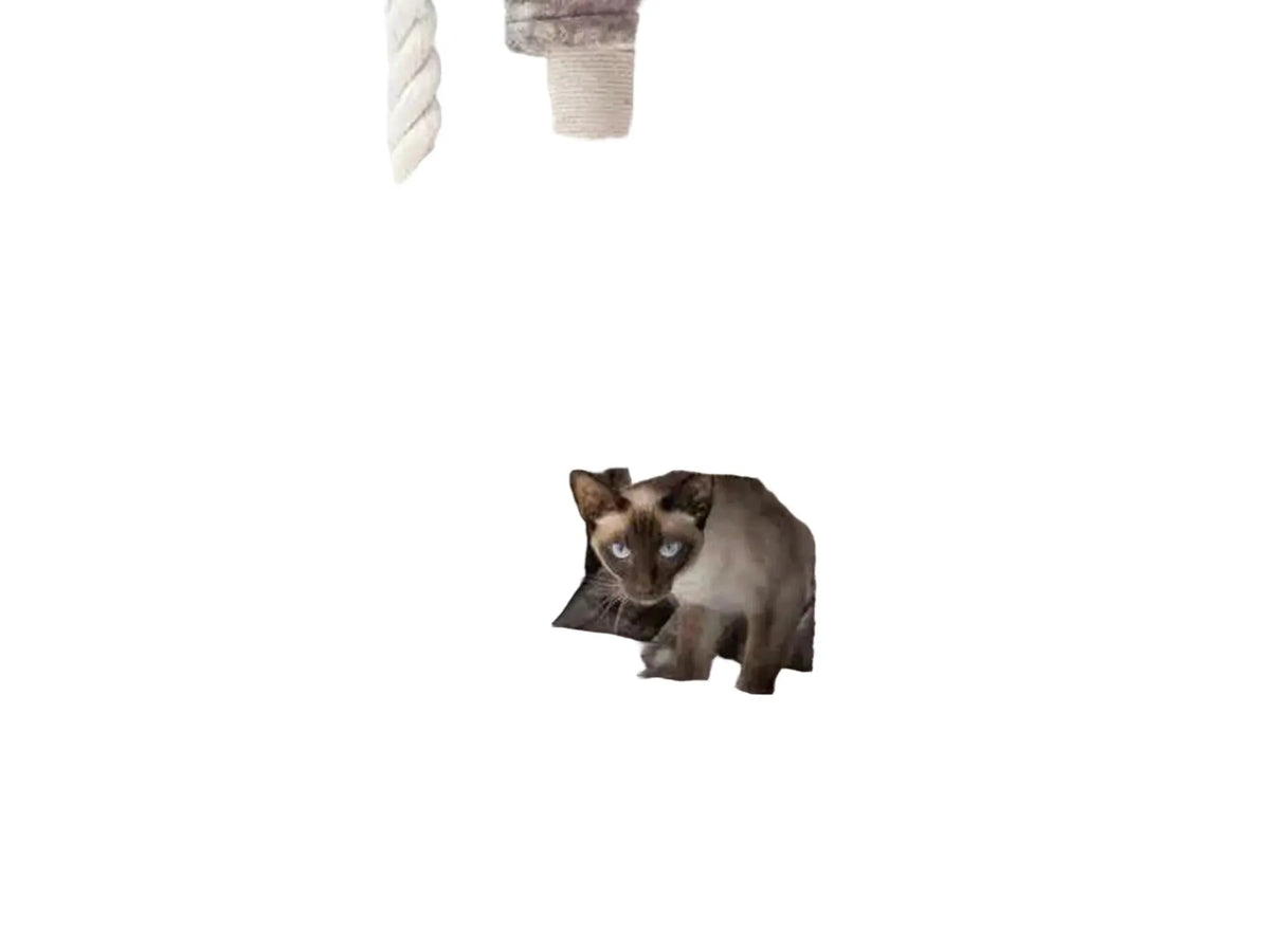 Grått Sweet Petit Lodge 107 kattetre med sisalstolper, sovehus og en siamesisk katt.