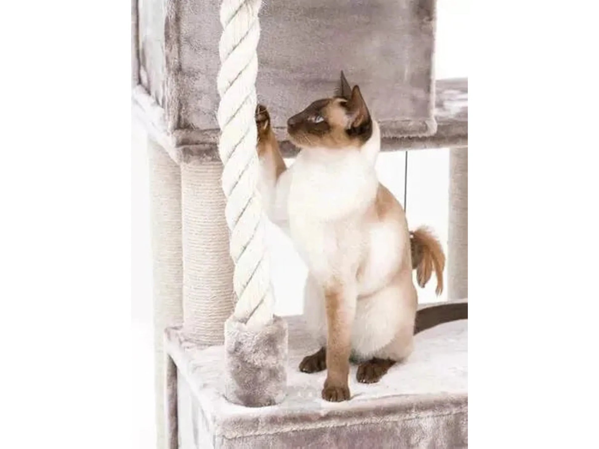 Siamesisk katt leker med tau på et grått Petrebels Sweet Petit Lodge 107 kloretre med sisalstolper.