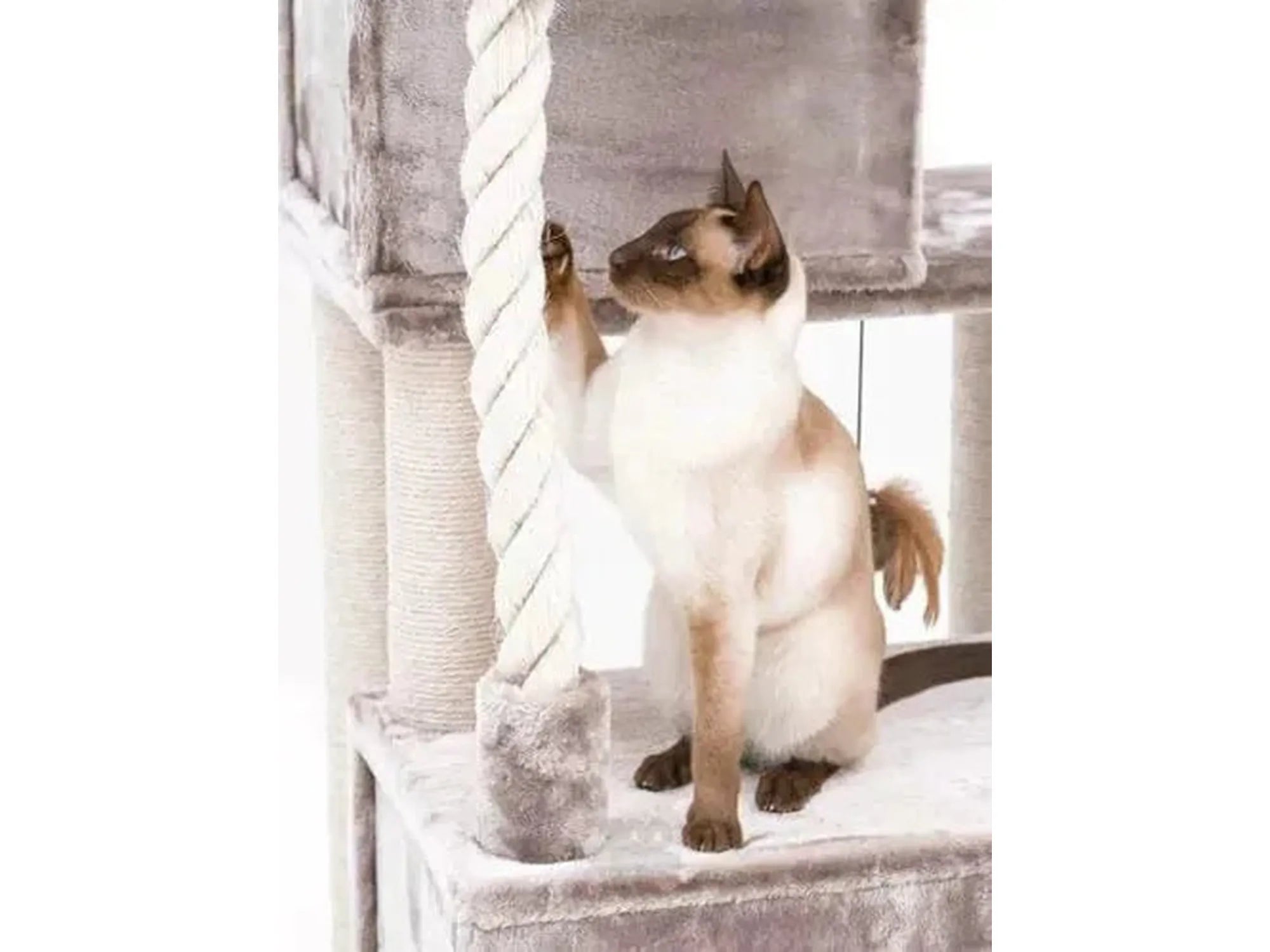 Siamesisk katt leker med tau på et grått Petrebels Sweet Petit Lodge 107 kloretre med sisalstolper.
