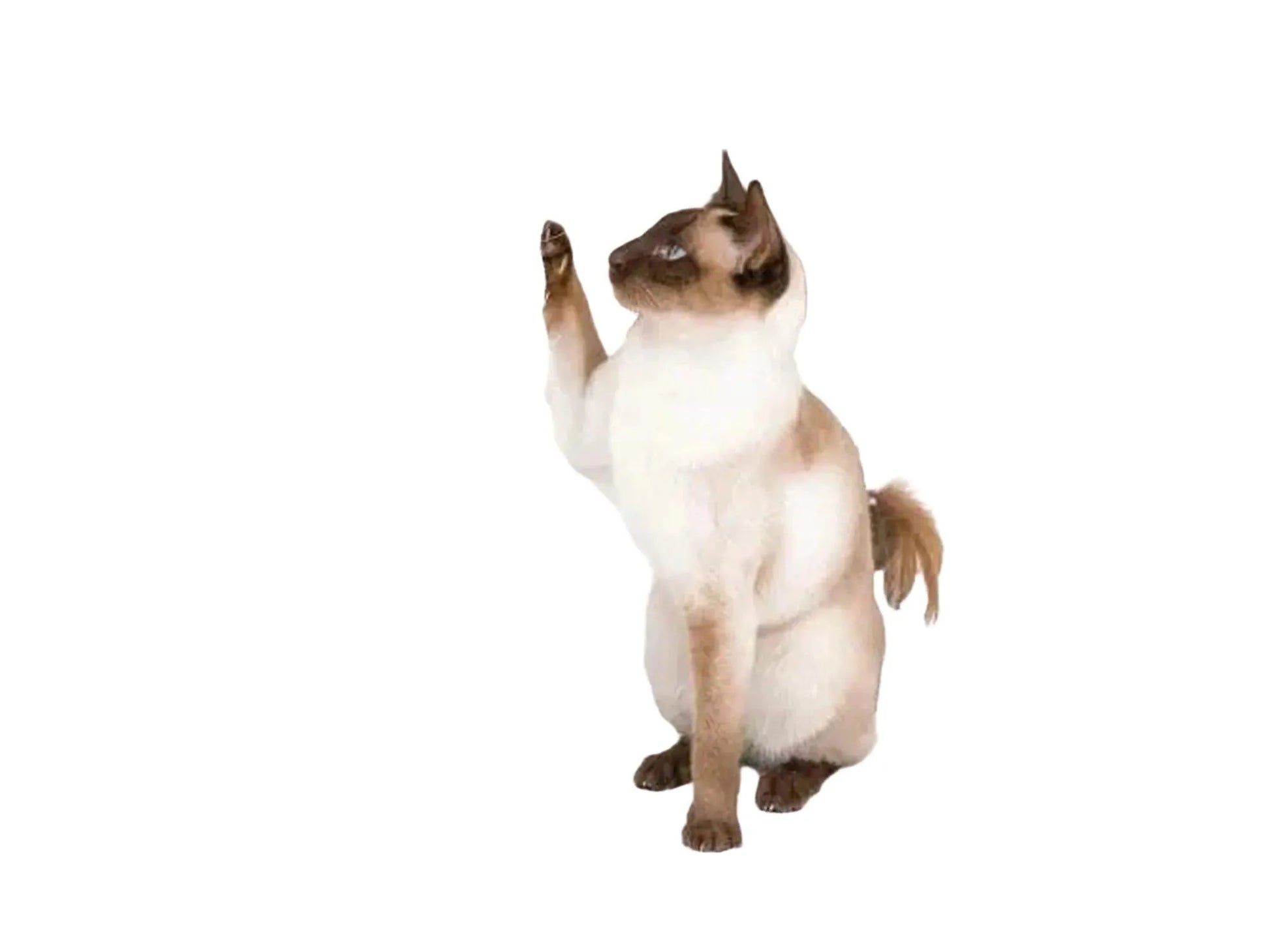 Siamesisk katt leker med tau på et grått Petrebels Sweet Petit Lodge 107 kloretre med sisalstolper.