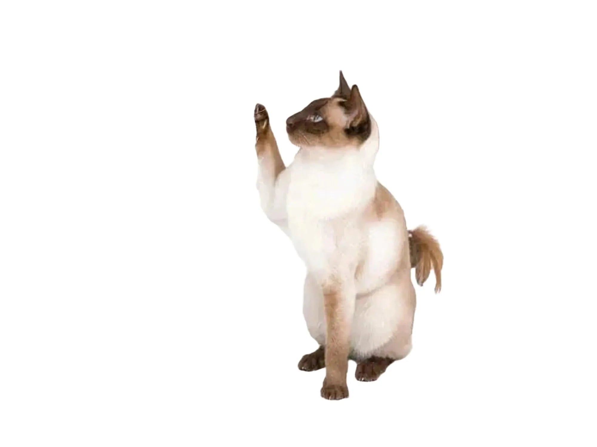 Siamesisk katt leker med tau på et grått Petrebels Sweet Petit Lodge 107 kloretre med sisalstolper.