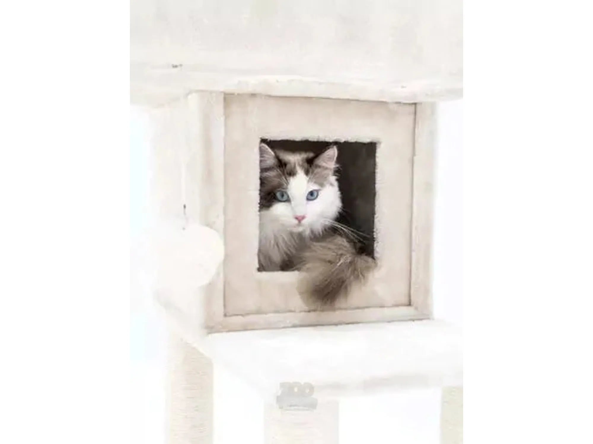 Ragdoll-katt i Sweet Petit Lodge 107 kloretre, et kremfarget kattemøbel med sovehus.