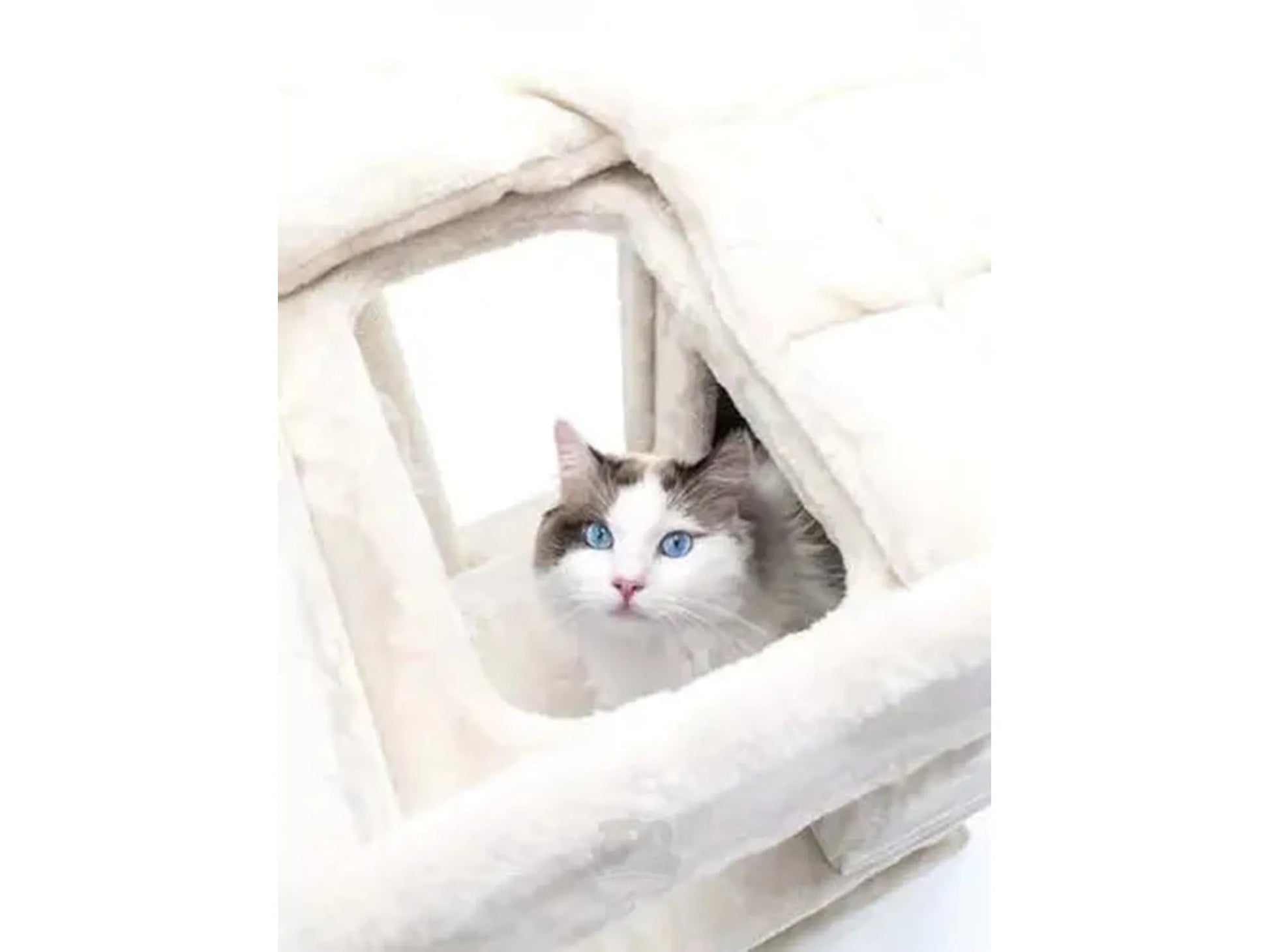 Søt ragdoll-katt med blå øyne titter ut fra et kremfarget, mykt Petrebels Sweet Petit Lodge 107 kloretre.