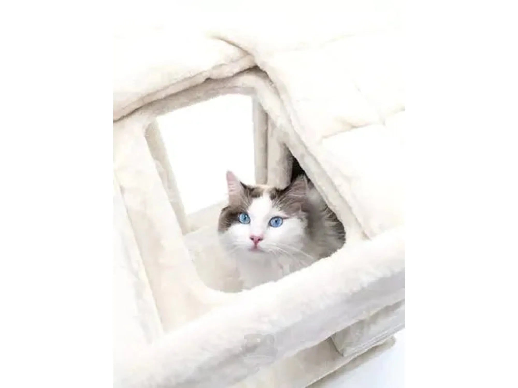 Søt ragdoll-katt med blå øyne titter ut fra et kremfarget, mykt Petrebels Sweet Petit Lodge 107 kloretre.