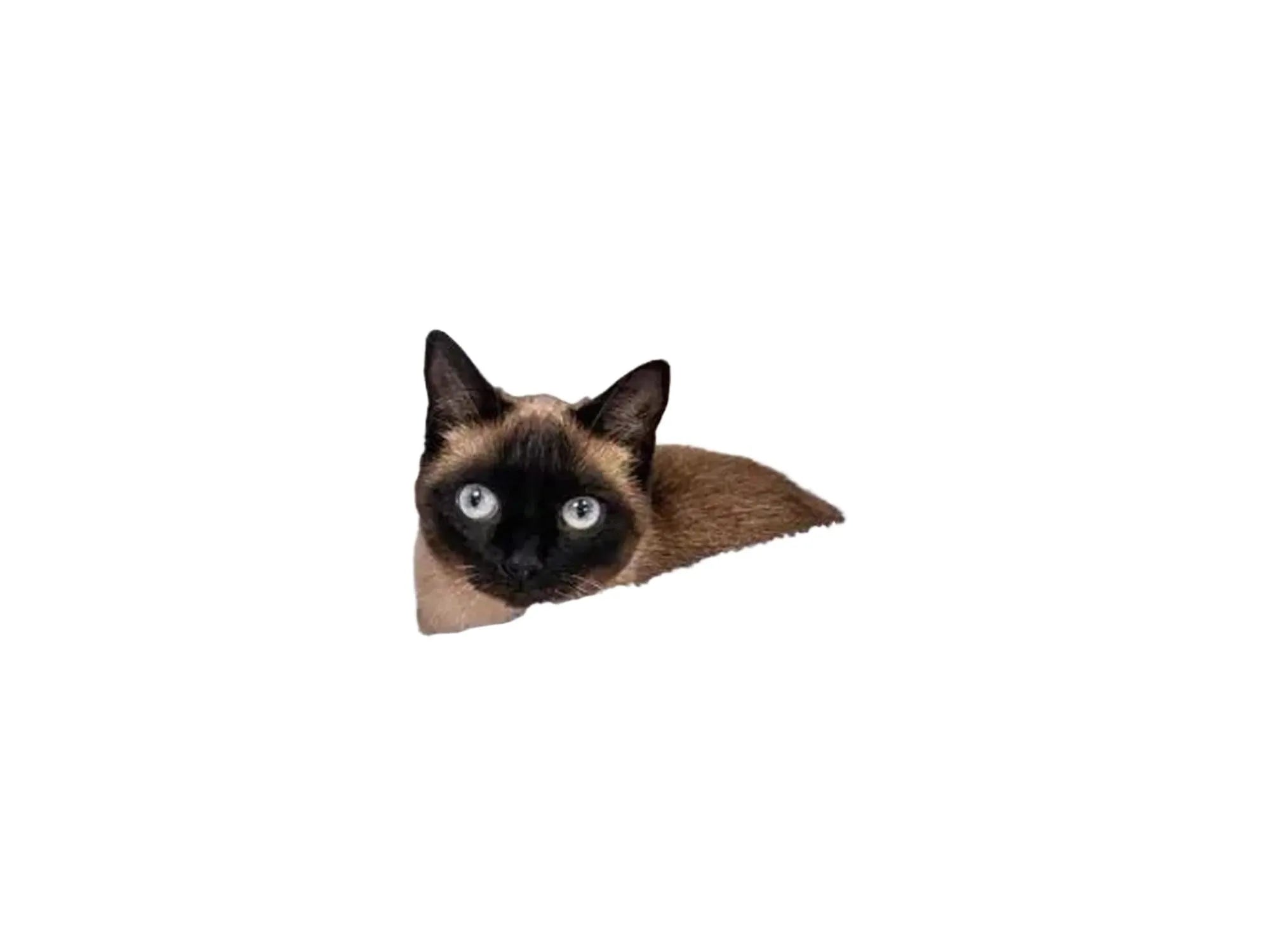 Siamesisk katt i grått, mykt Petrebels Sweet Petit Lodge 150 kloretre med sovehus.
