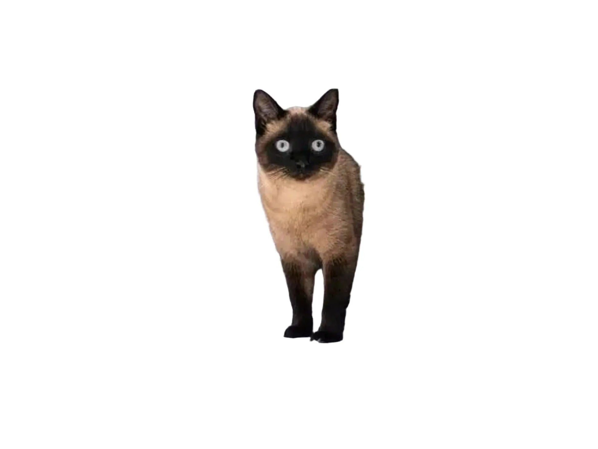 Søt siamesisk katt i et grått, plysj kattehus på et kloretre med sisalstolper.