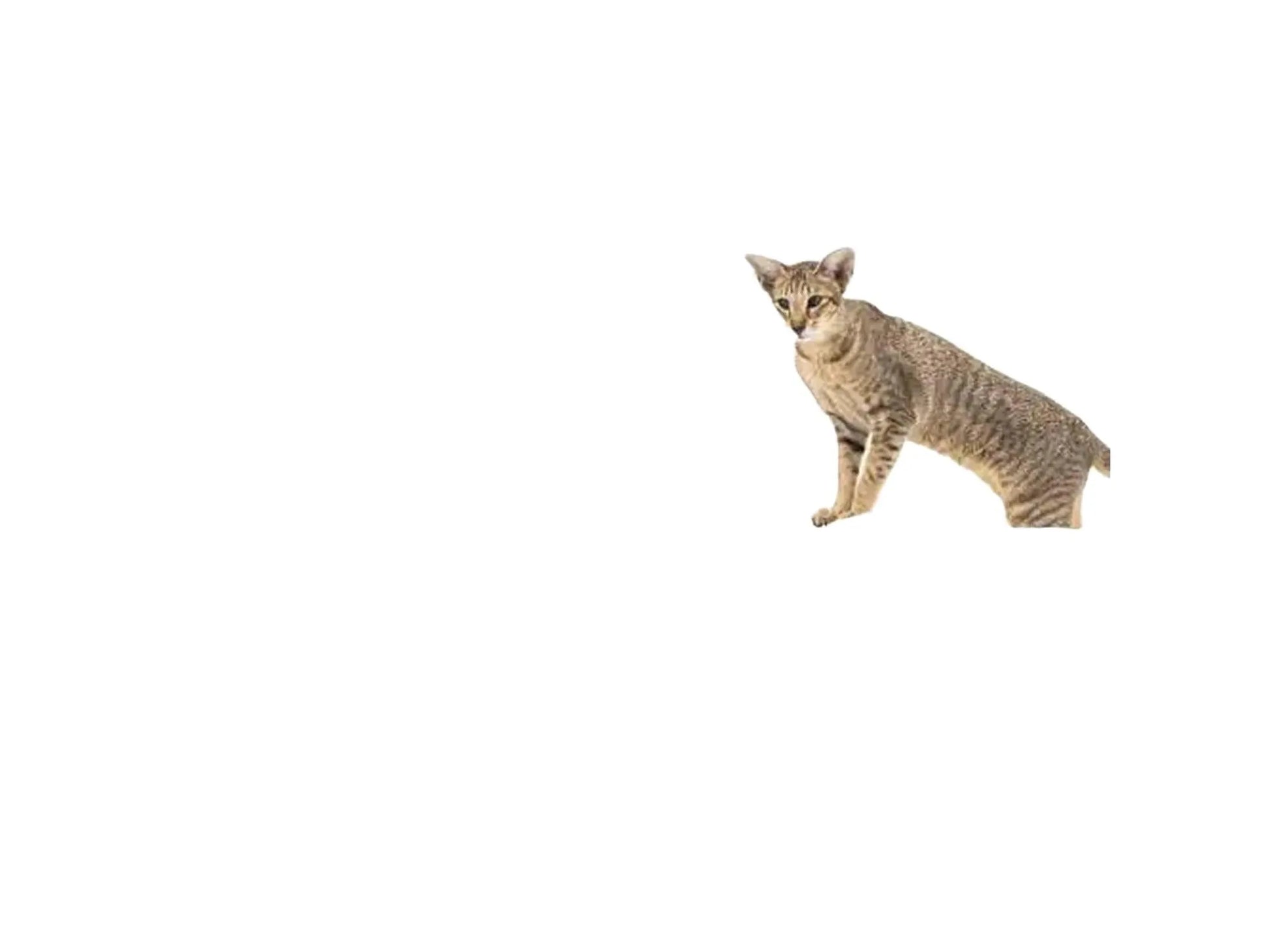 Stilrent, kremfarget kloretre med flere nivåer, sovehule, hengekøye og en katt på en plattform.