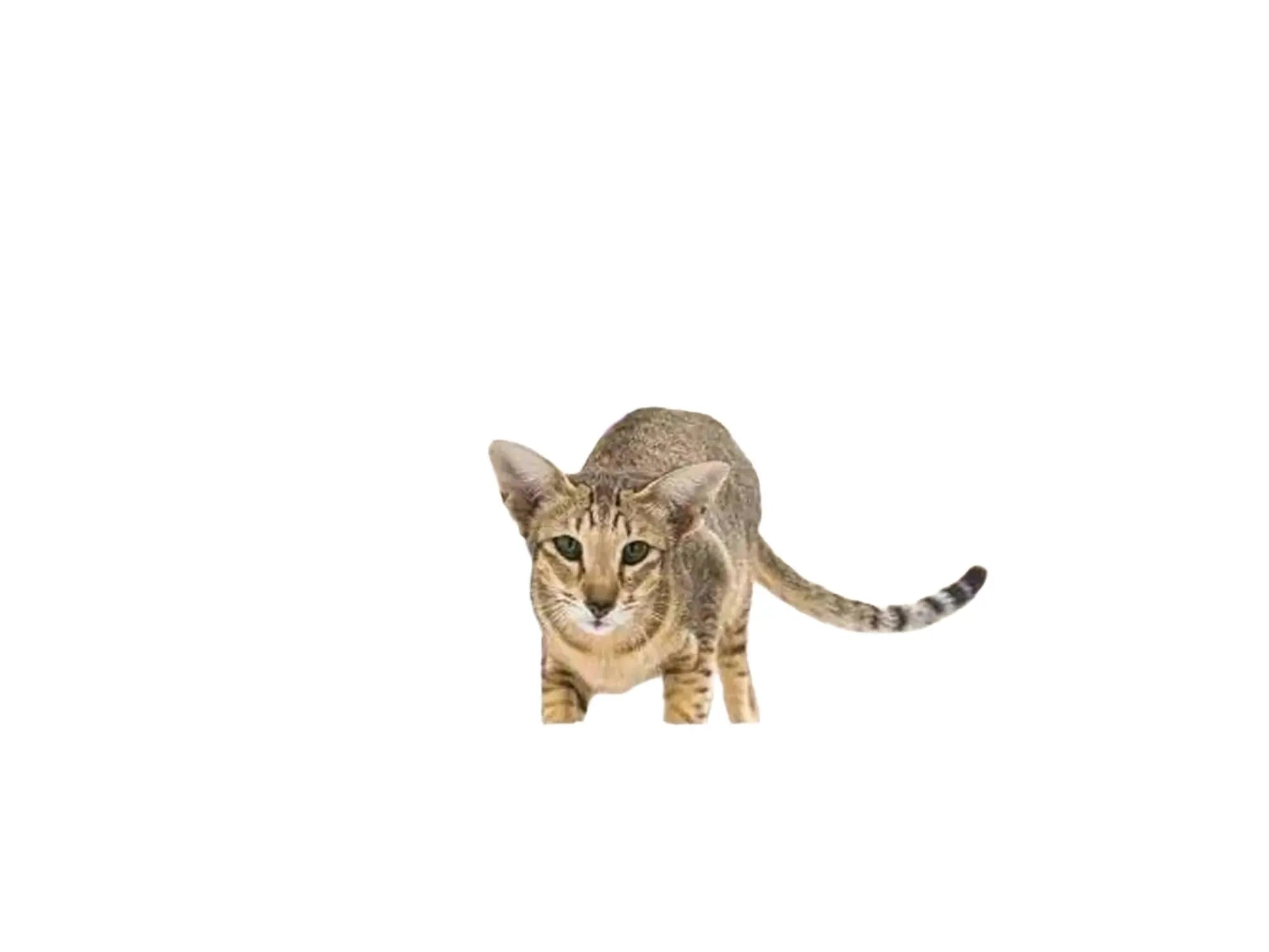 Katt på et stilrent, kremfarget Petrebels kloretre med sisalstolper, hule og hengekøye.