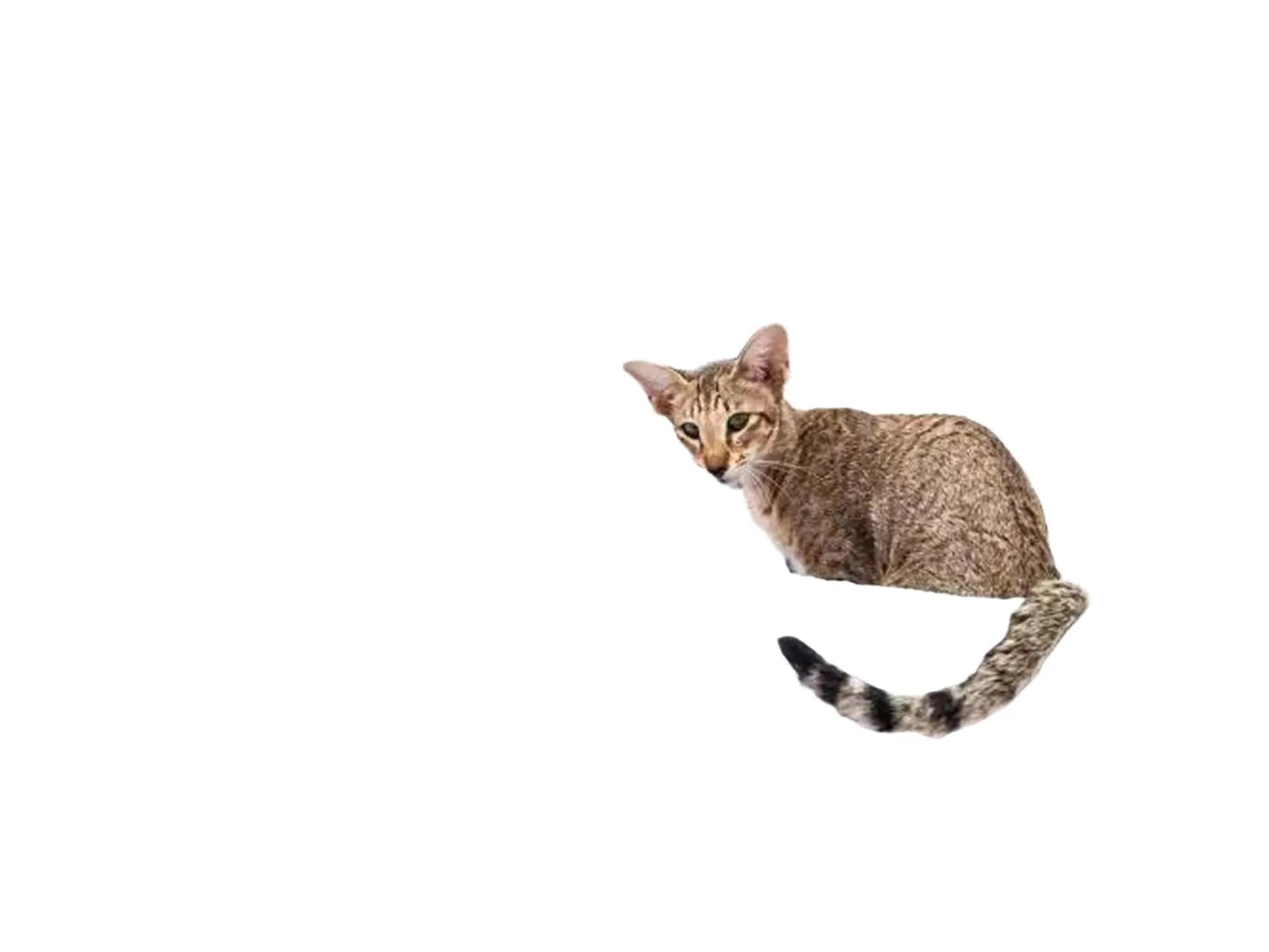 Grått, stilrent kloretre med sisalstolper, en koselig hule og en katt i en myk hengekøye.