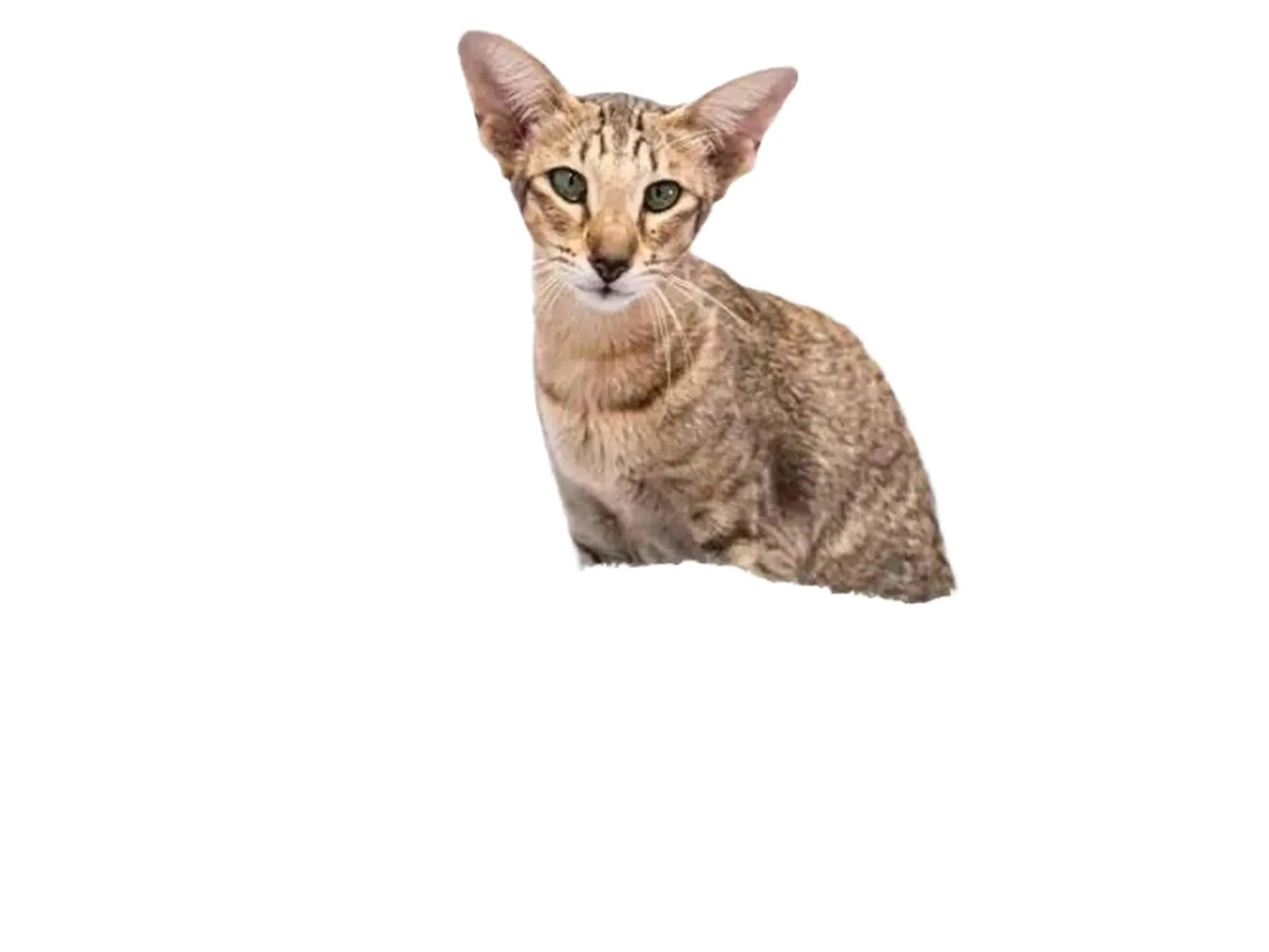 En orientalisk katt sitter i en grå, mjuk plyschhängmatta på ett kloretre med sisalstolpe.