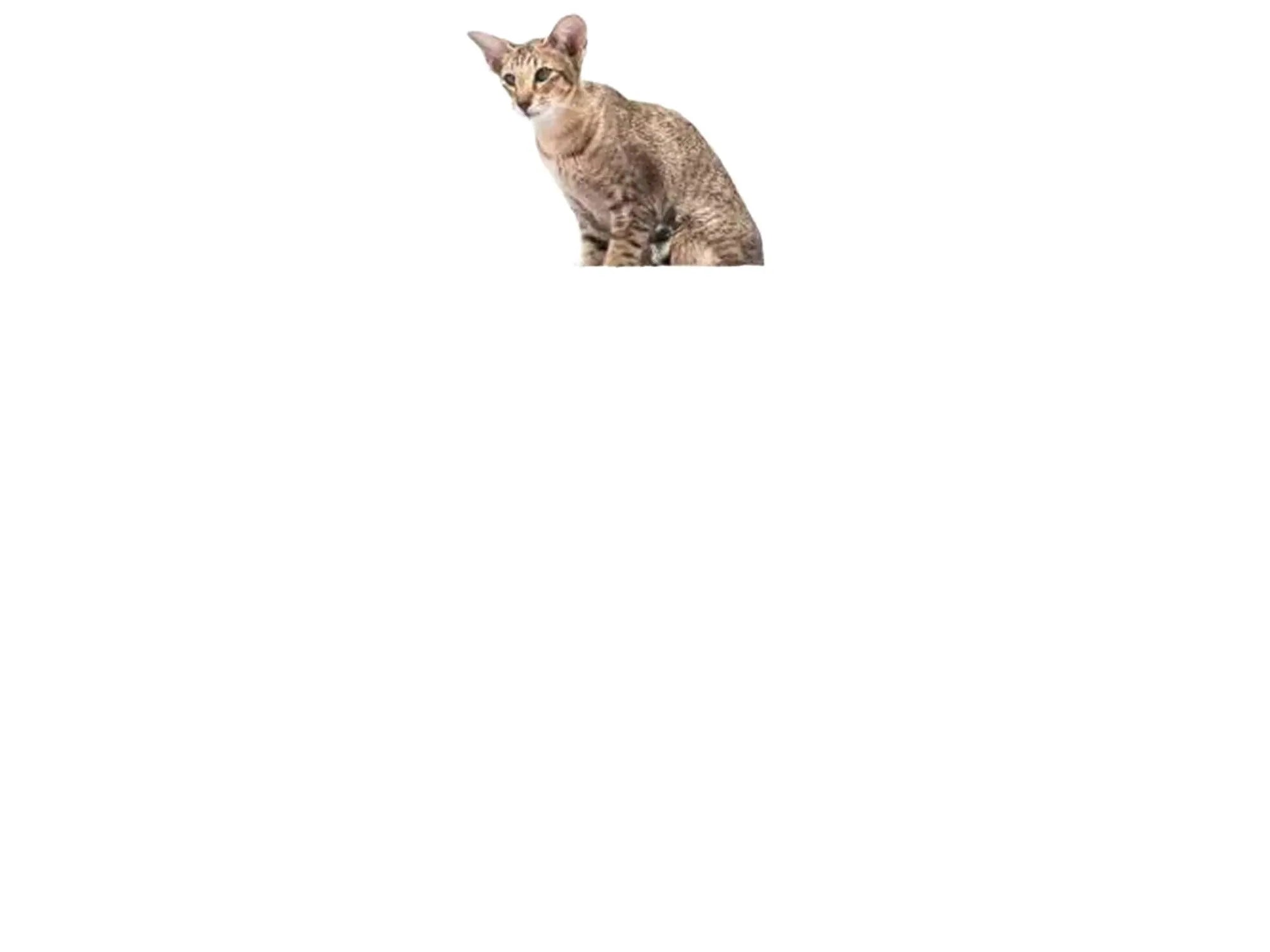 Stilrent grått kloretre med sisalstolpar, sovehule, hengekøye og en katt på toppen.