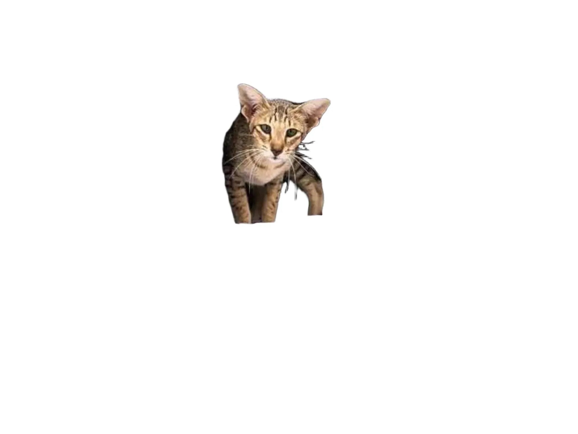 Grått Petrebels Sweet Petit Mansion 150 kloretre med en katt i en hule, sisalstolper og myk plysj.