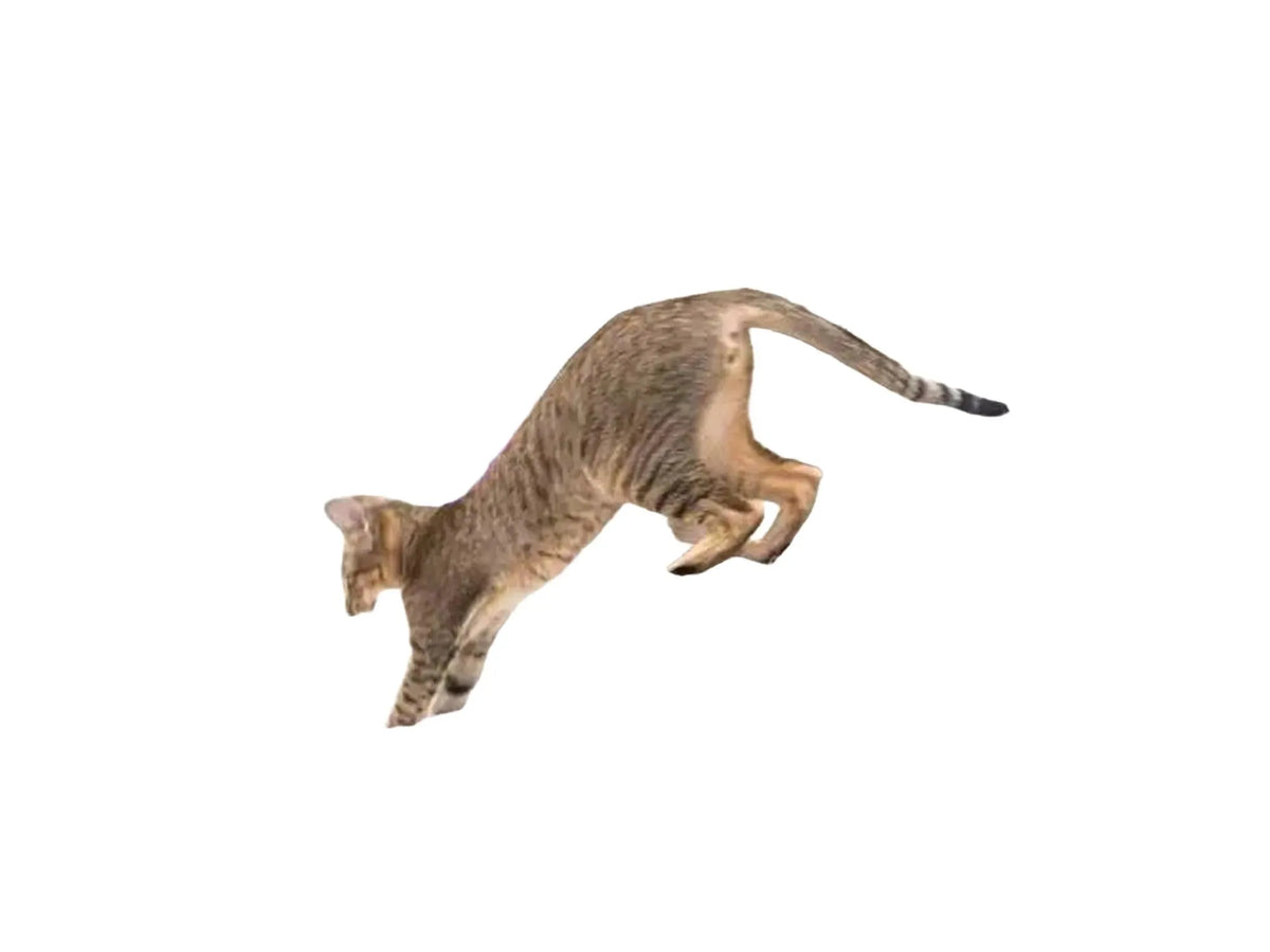 Stilrent grått kloretre med sisalstolper, hengekøye, sovehule, og en katt som klatrer.