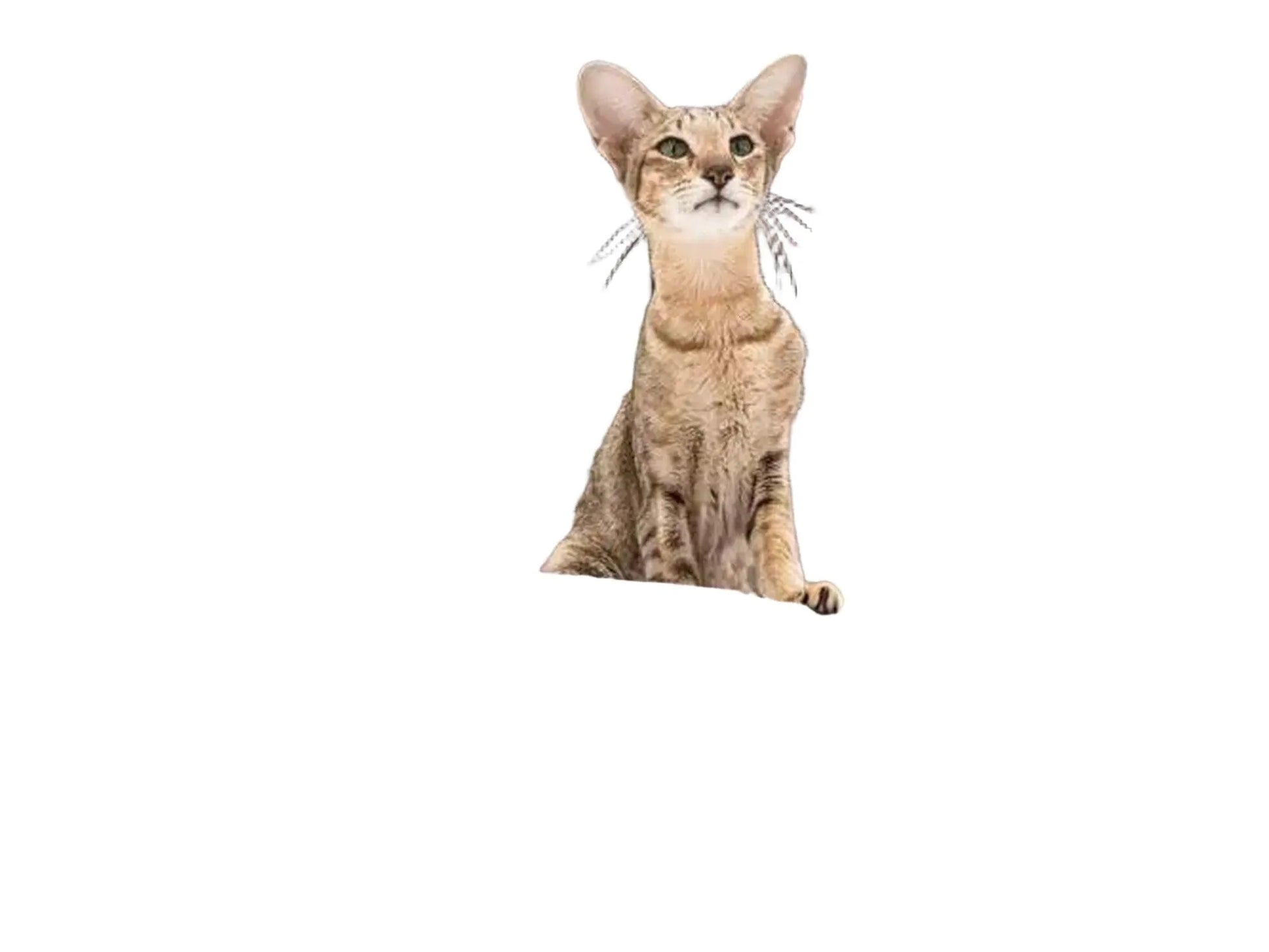 Stilrent grått kloretre med sisalstolper, sovehule og en katt som sitter på en plattform.