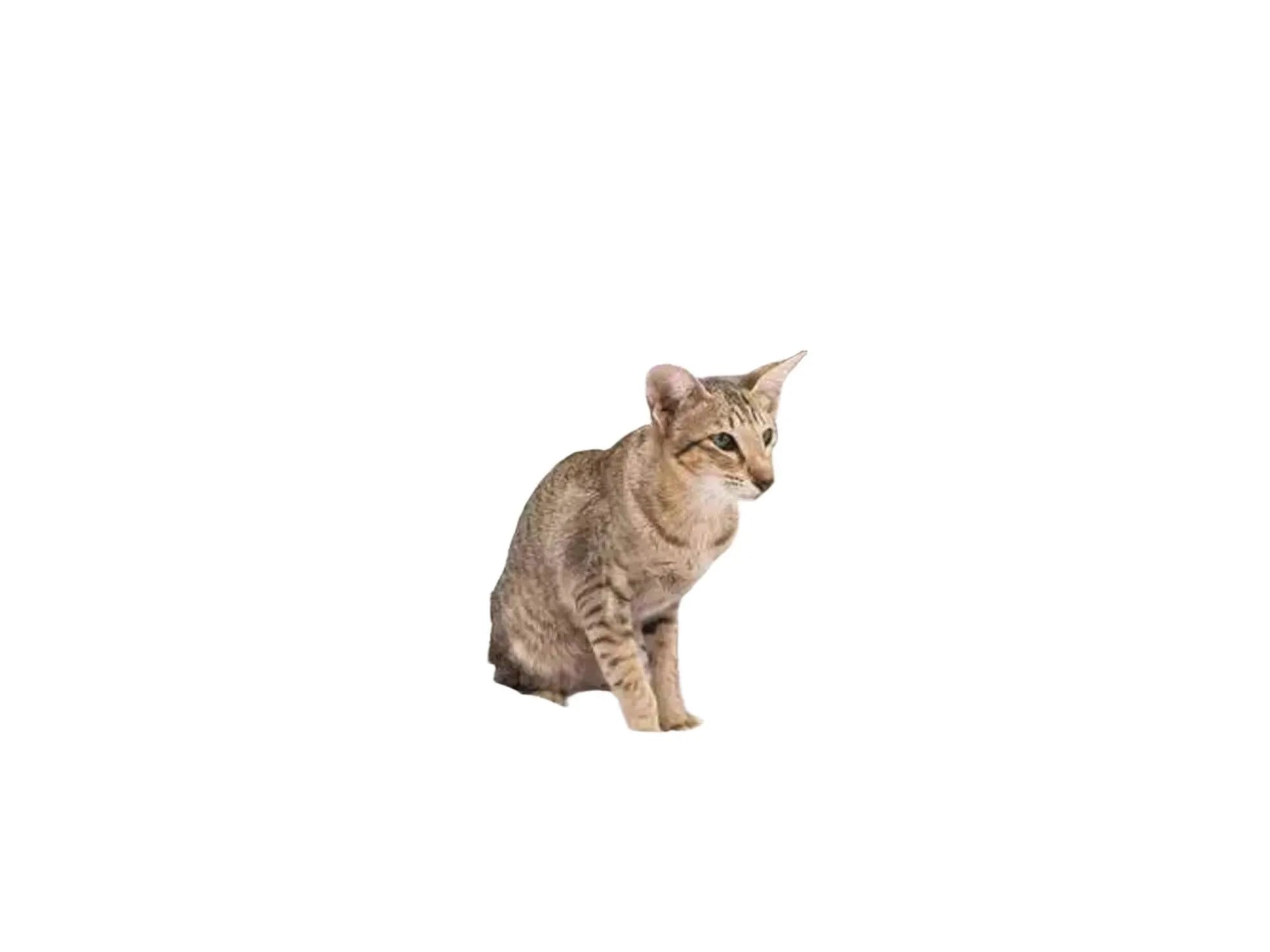 Katt på et grått Petrebels Sweet Petit Mansion 150 kloretre med sisalstolper og sovehule.