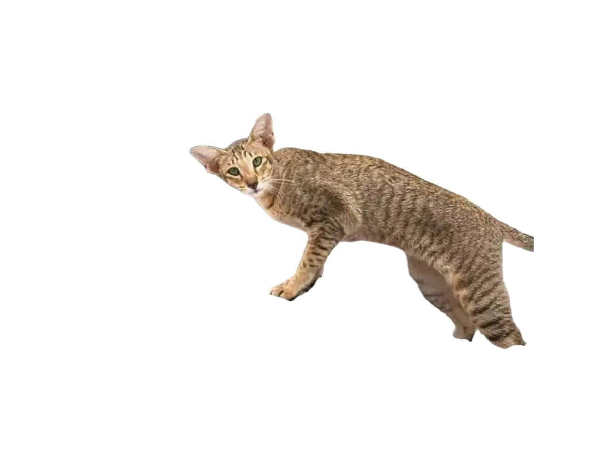 Stilrent grått kloretre med sisalstolper, sovehule, hengekøye og en katt.