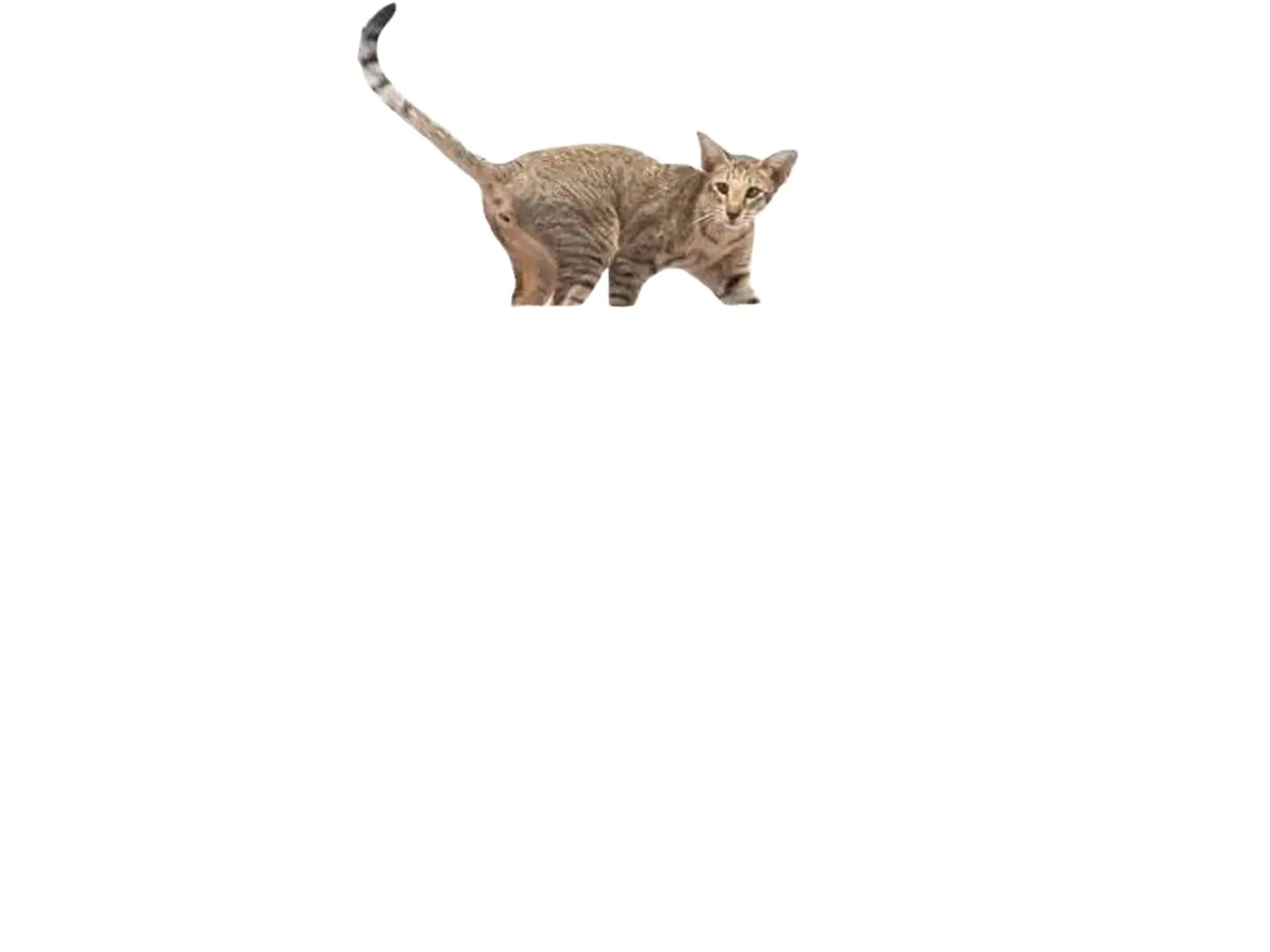 Stilrent grått kloretre med sisalstolper, sovehule, hengekøye og en katt på toppen.