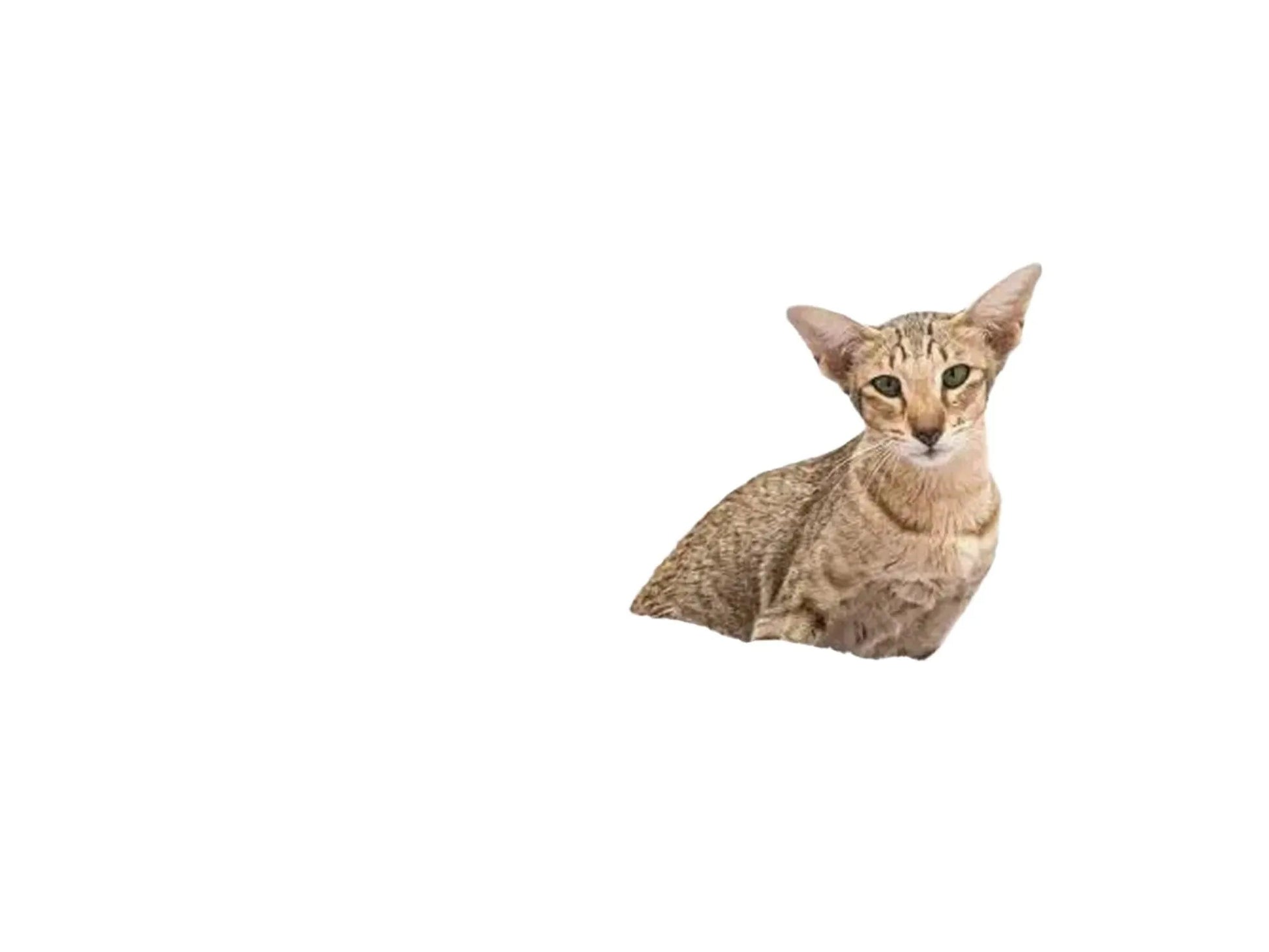 Stilrent grått kloretre med sisalstolper, en koselig hengekøye, og en katt som sitter i den.