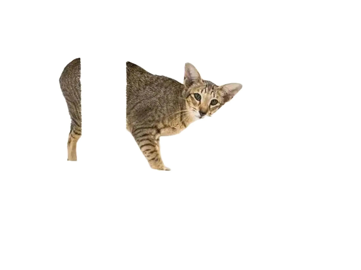 Stilrent kremfarget kloretre med sisalstolper, sovehule, hengekøye og en katt.