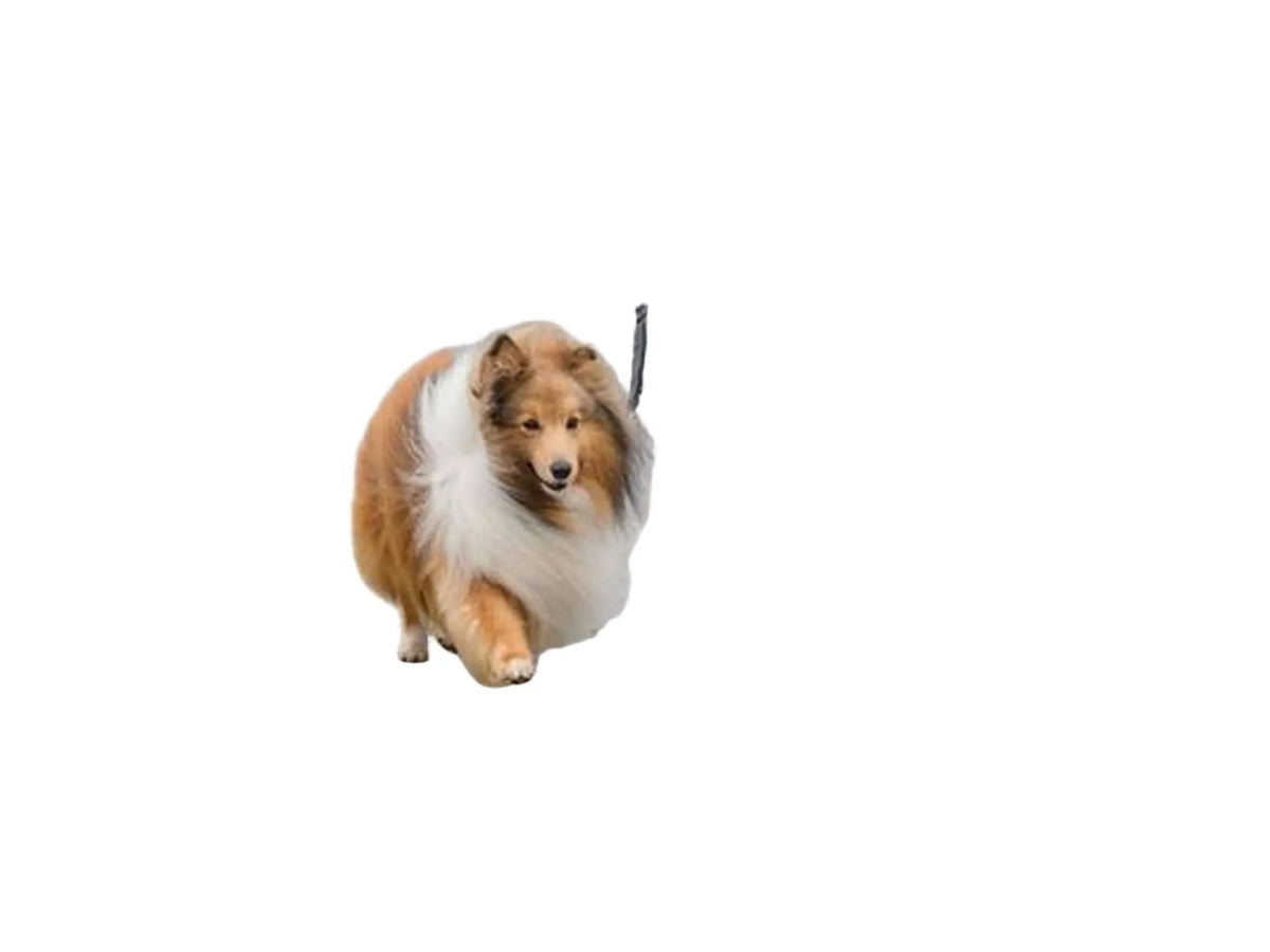Trixie Sykkelsett DeLuxe Springer – bilde 2
