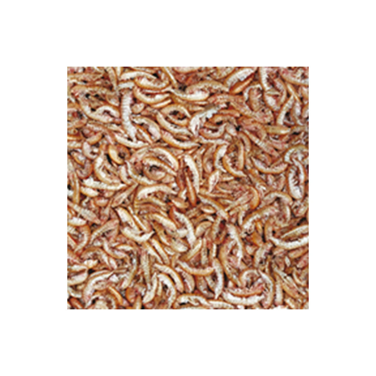Tropical Gammarus