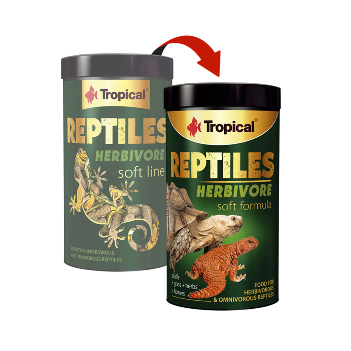 Tropical Reptiles Soft Herbivore