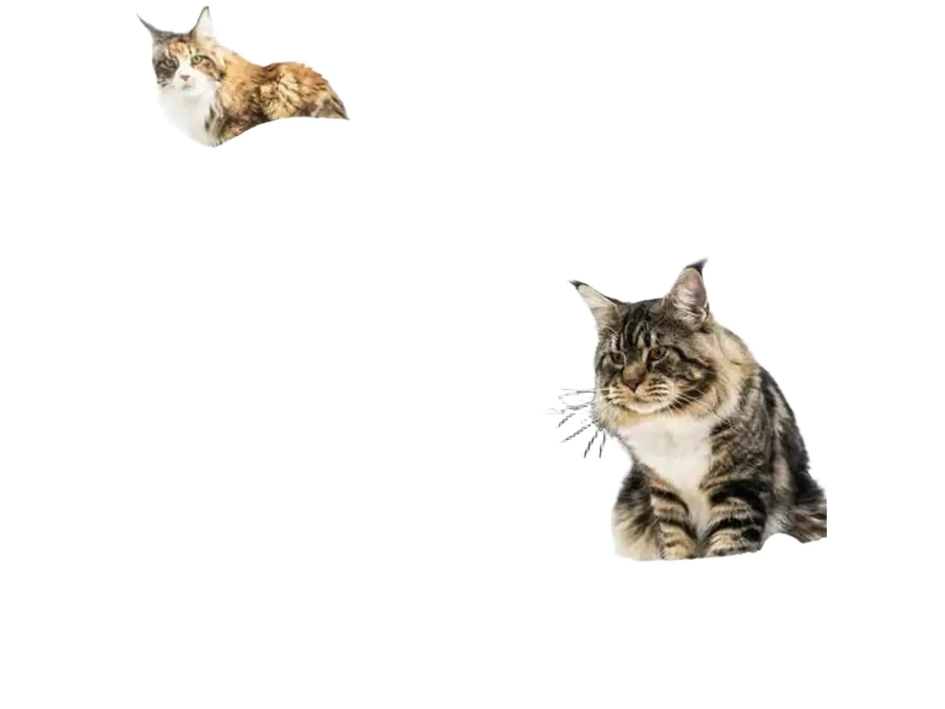 Høyt Petrebels Bengal 199 kloretre i off-white og grå sisal med to katter på plattformene.