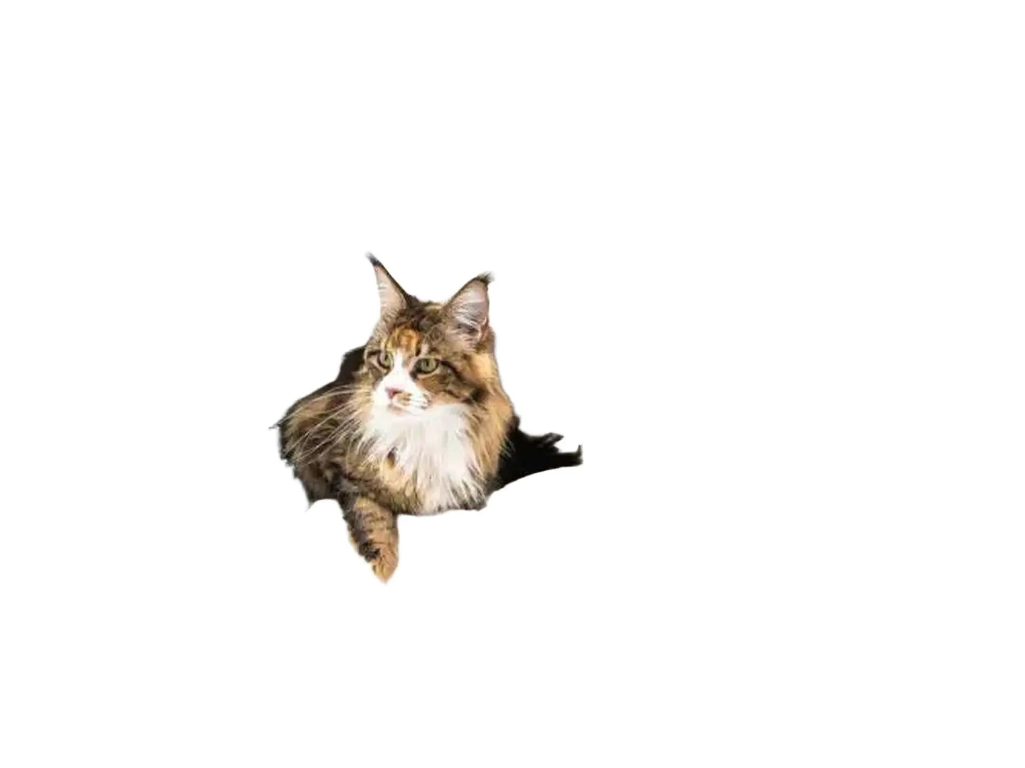 Maine Coon cat i en koselig, hvit sovehule på et grått og hvitt kloretre.