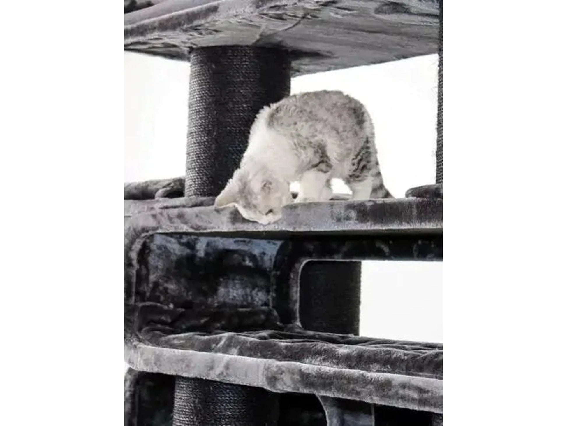 Gråstripet katt på et stort, mørkegrått Petrebels Cat Tree Norwegian 200 klorestativ.