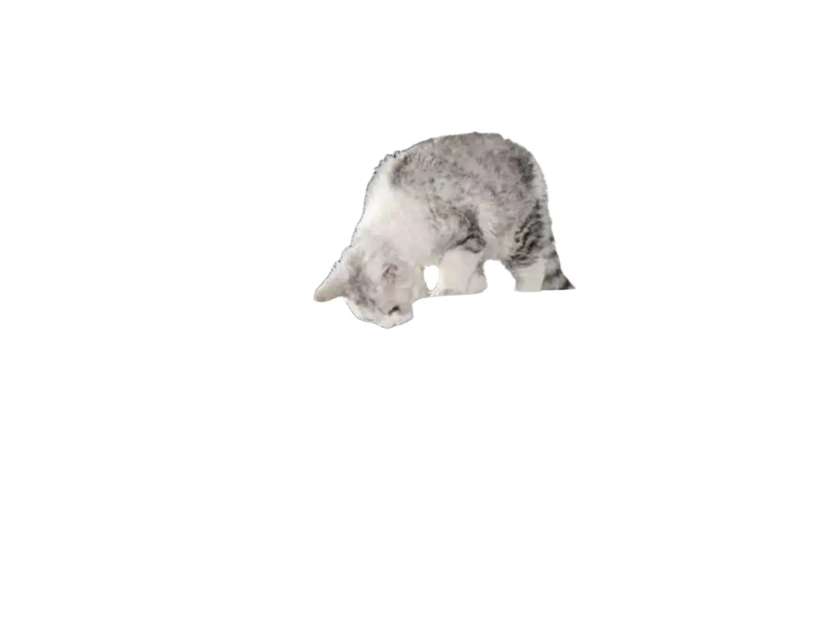 Gråstripet katt på et stort, mørkegrått Petrebels Cat Tree Norwegian 200 klorestativ.