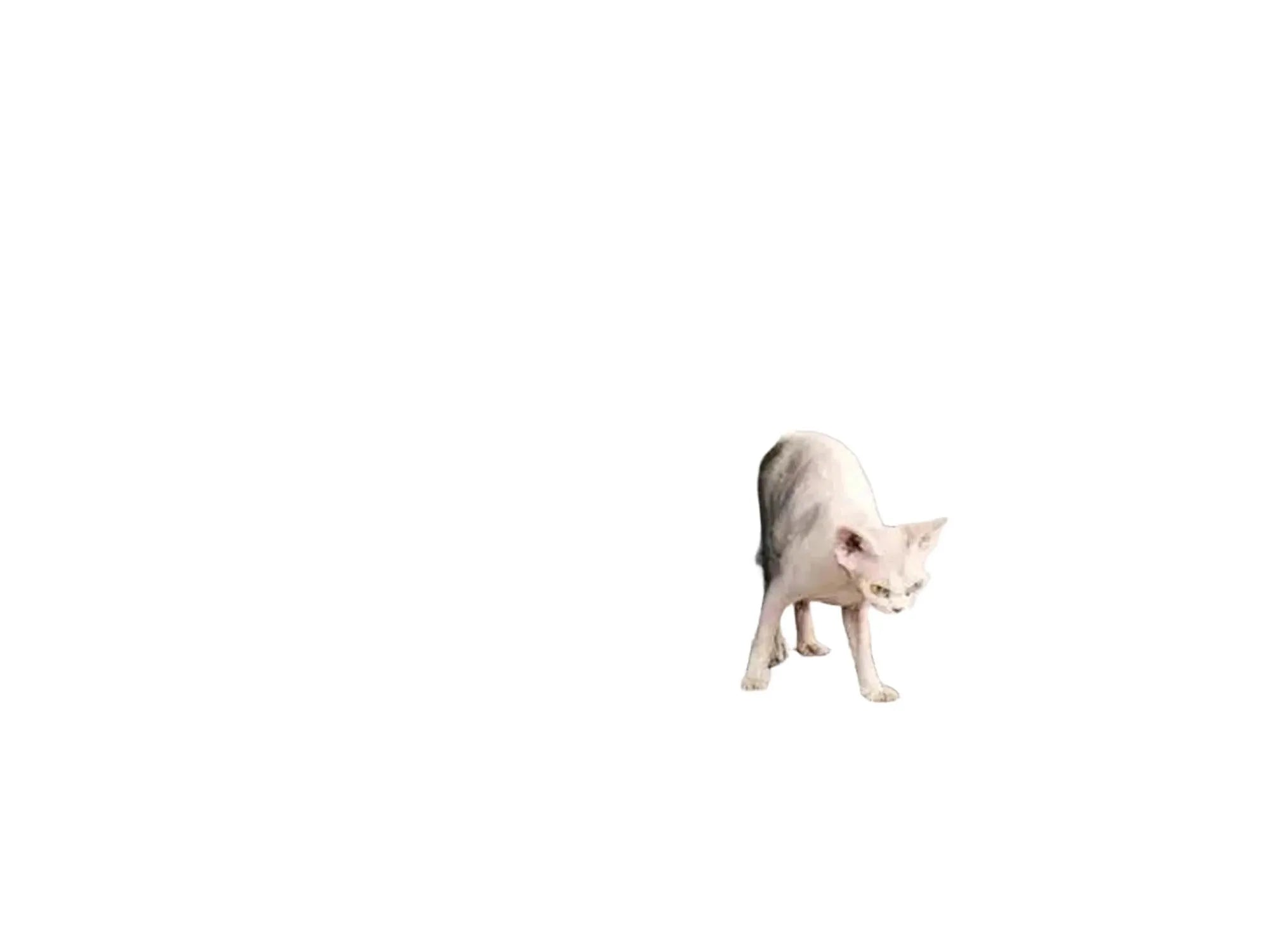 Stor, grå Petrebels The Rebels Norwegian 200 klorestativ med flere nivåer, hengekøye, og en sphynx-katt.