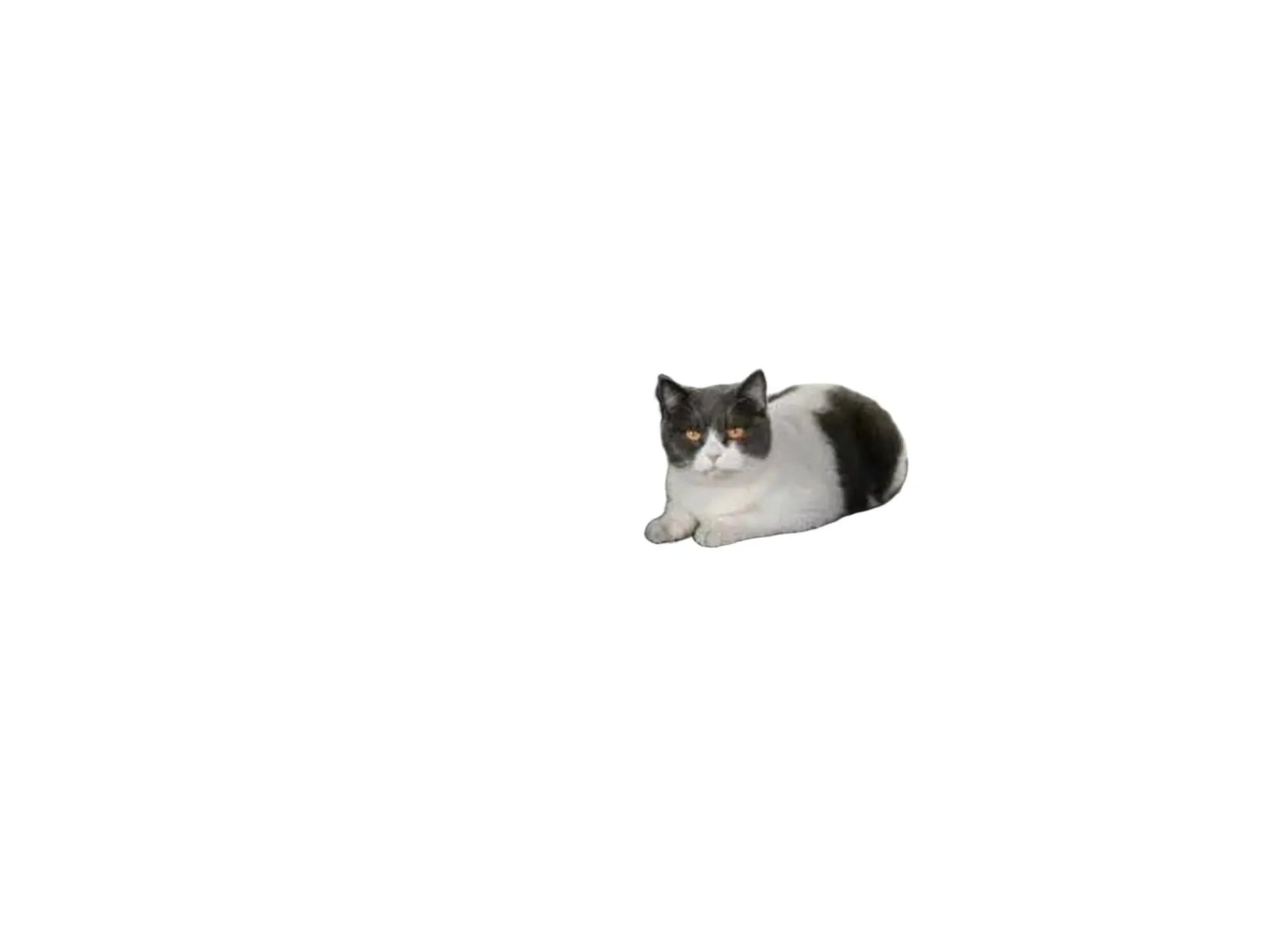 Stor, grå XXL klorestativ The Rebels Norwegian 200 med flere nivåer, sisalstolper og en katt.