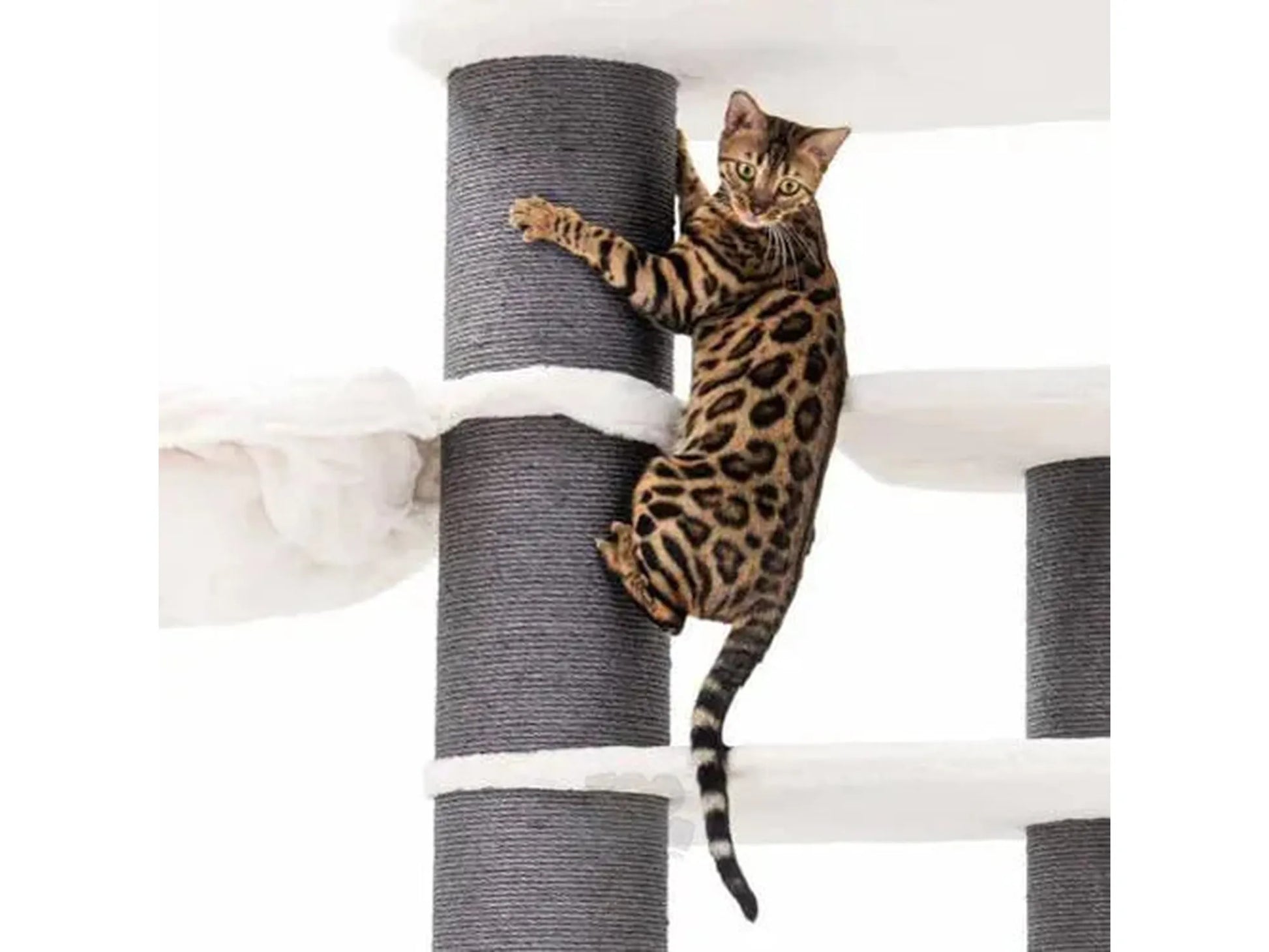 Bengal cat climbing a large gray sisal and white plush Petrebels Norwegian 200 cat tree.