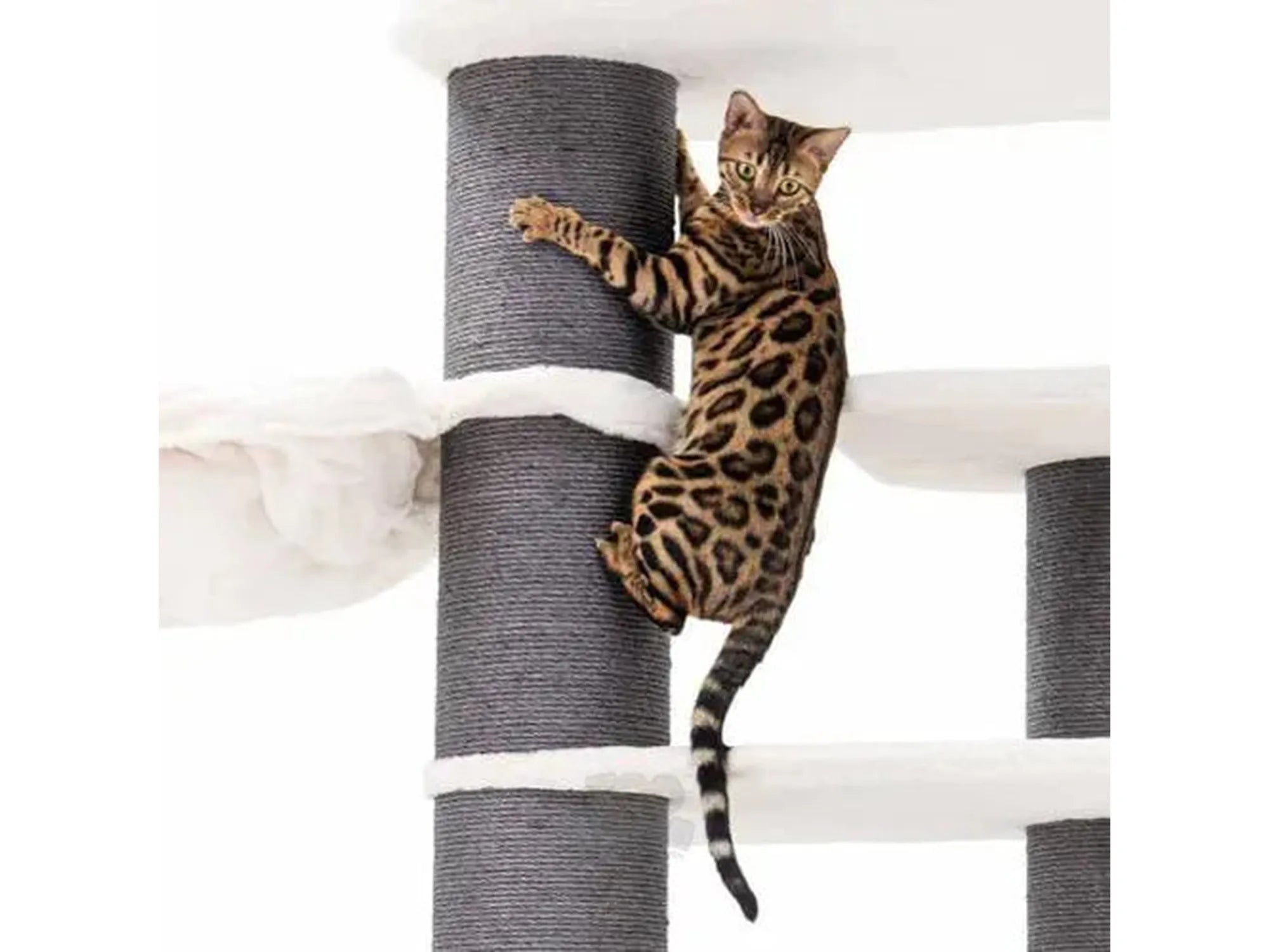 Bengal cat climbing a large gray sisal and white plush Petrebels Norwegian 200 cat tree.