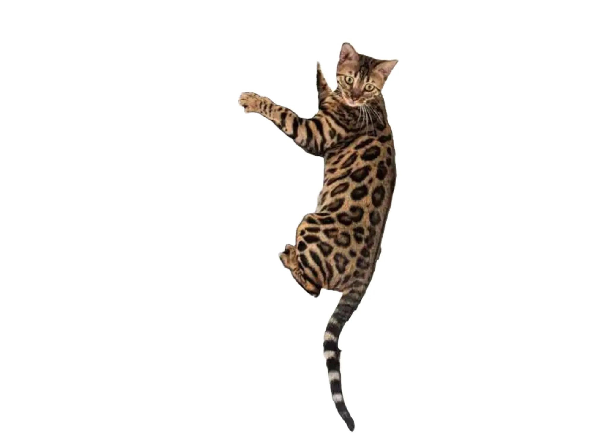 Bengal cat climbing a large gray sisal and white plush Petrebels Norwegian 200 cat tree.