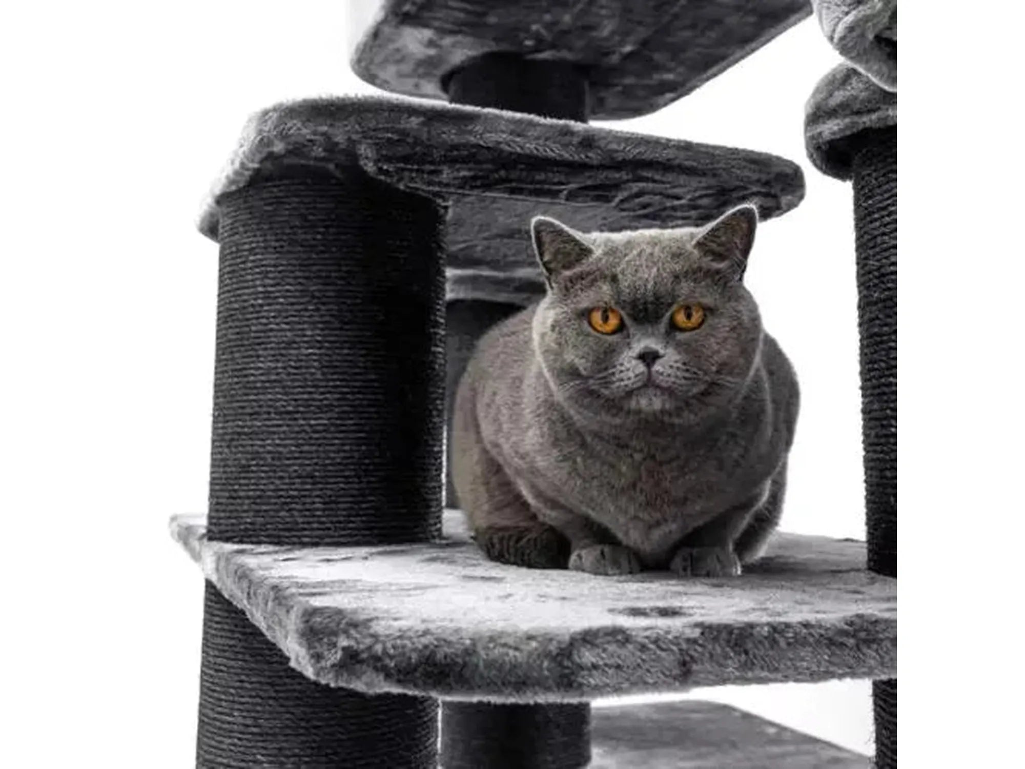 Grå britisk korthårskatt sitter på en mørkegrå, plysj Cat Tree Norwegian 200 klorestativ.