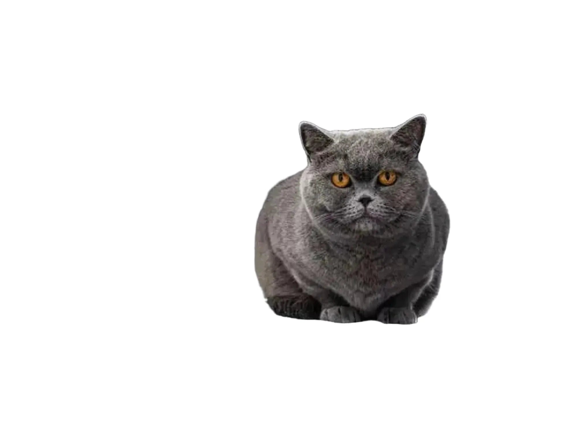 Grå britisk korthårskatt sitter på en mørkegrå, plysj Cat Tree Norwegian 200 klorestativ.
